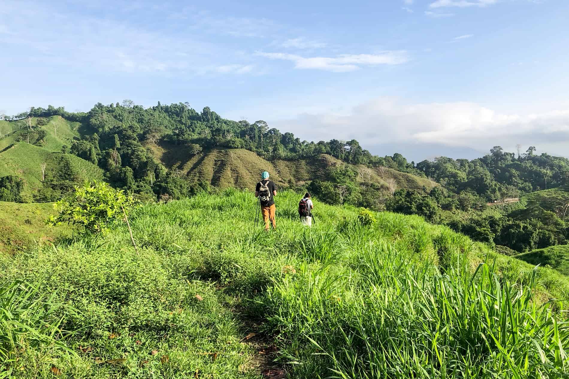 Mountain top, green farmland hill seen on the Lost City Trek of Colombia.