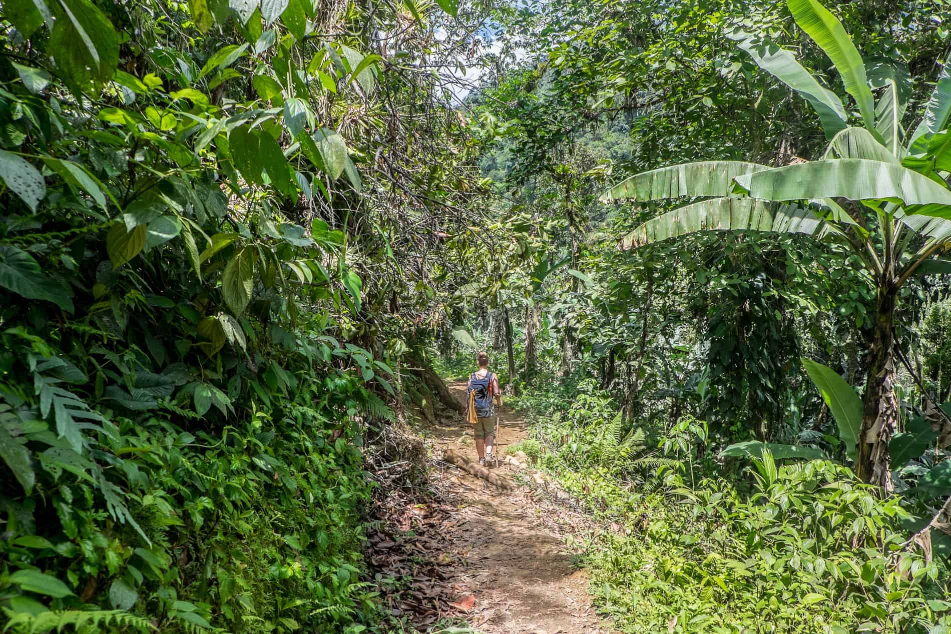 A trekker walking through the thick jungle on a trail to the Lost City of Colombia. 