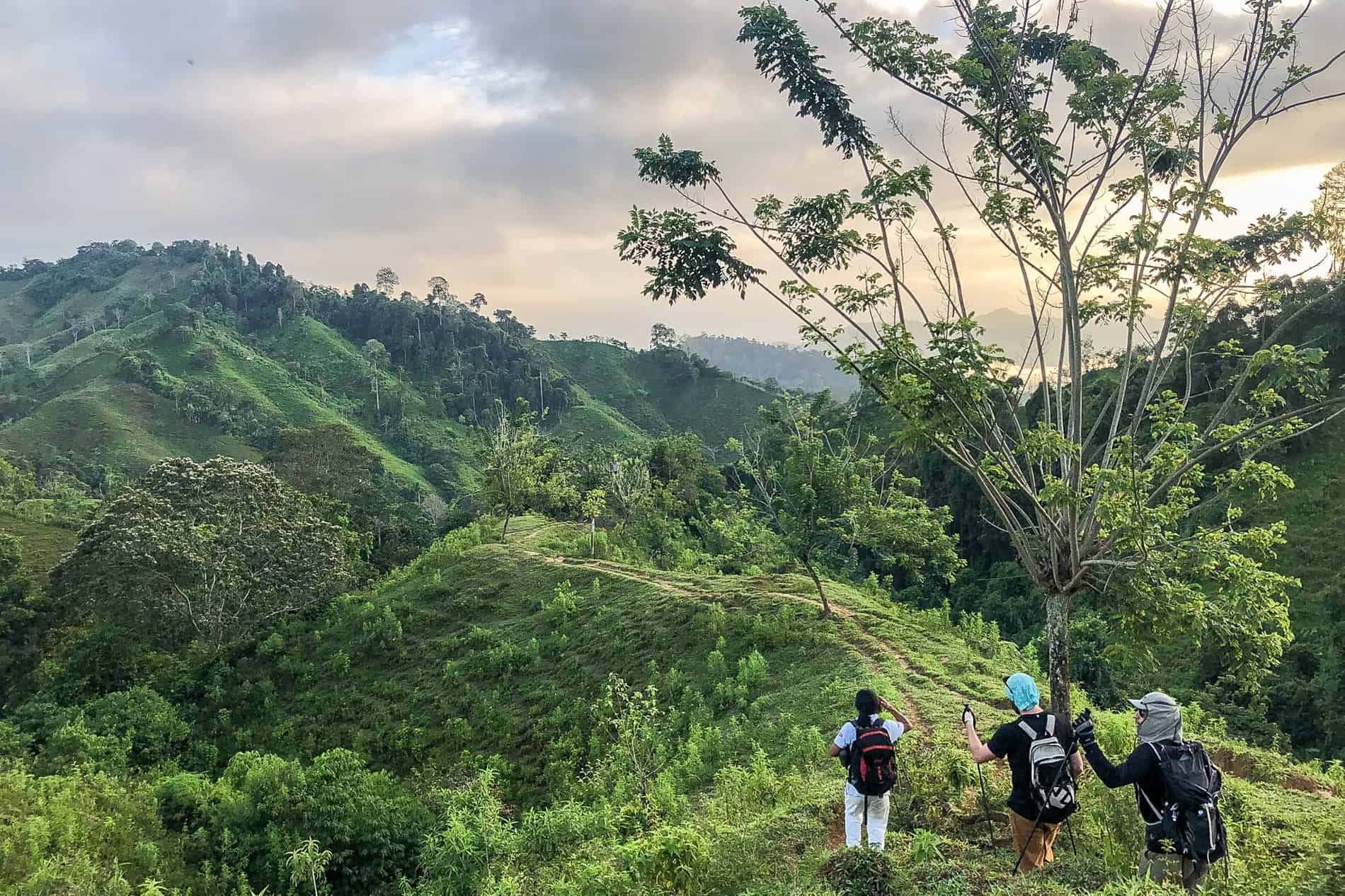 Dense green hilltop forests in Sierra Nevada de Santa Marta National Park on Lost City Trek.