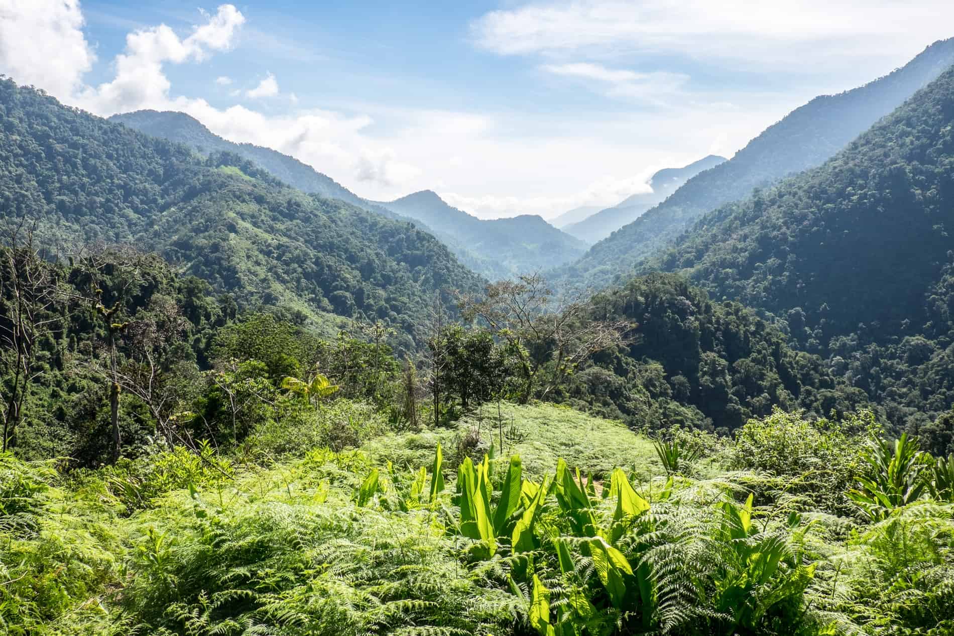 Lush tropical vegetation covers rolling hills in the Sierra Nevada mountains in Colombia. 