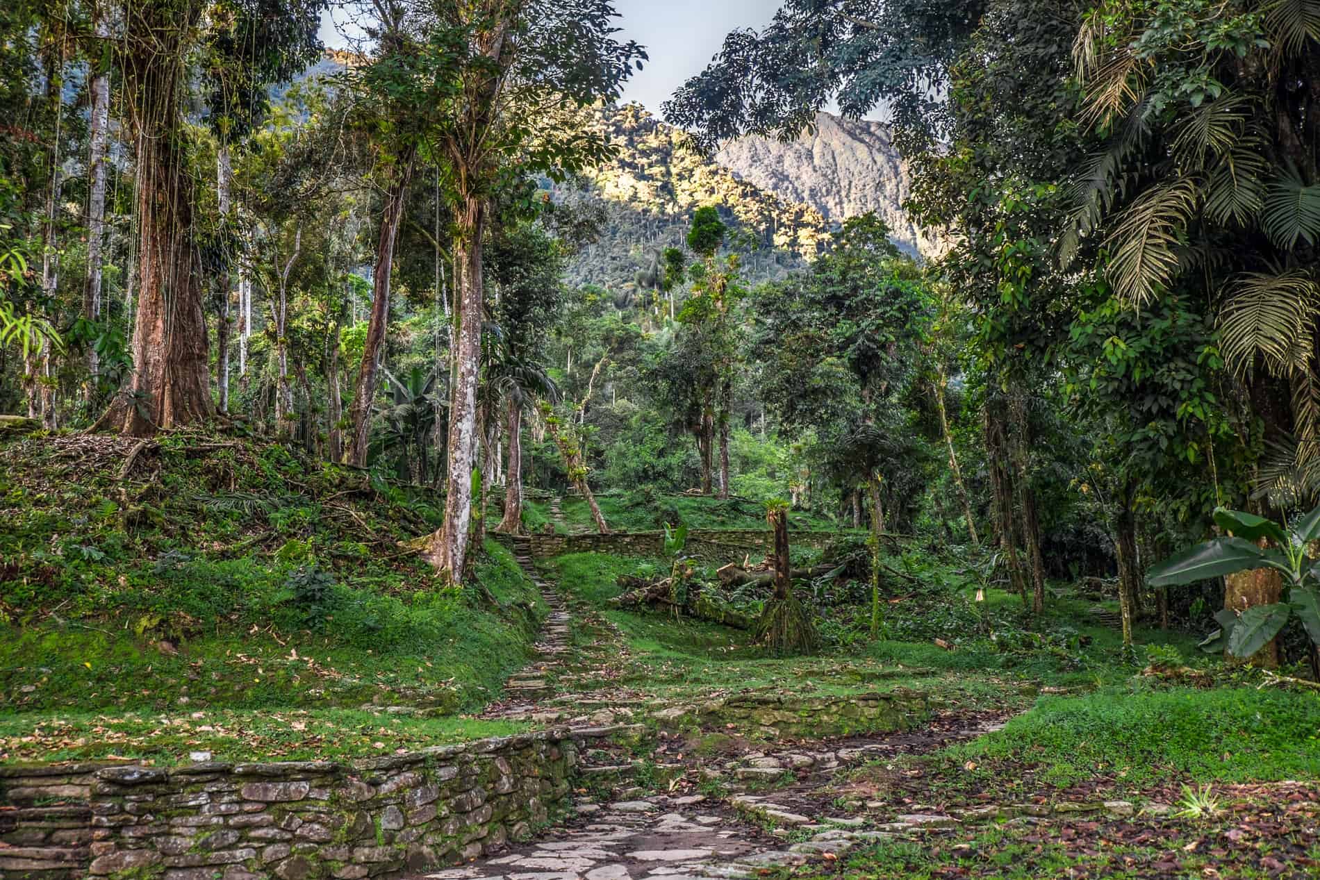 The jungle covered archaeological site of the Lost City Ciudad Perdida in Colombia. 