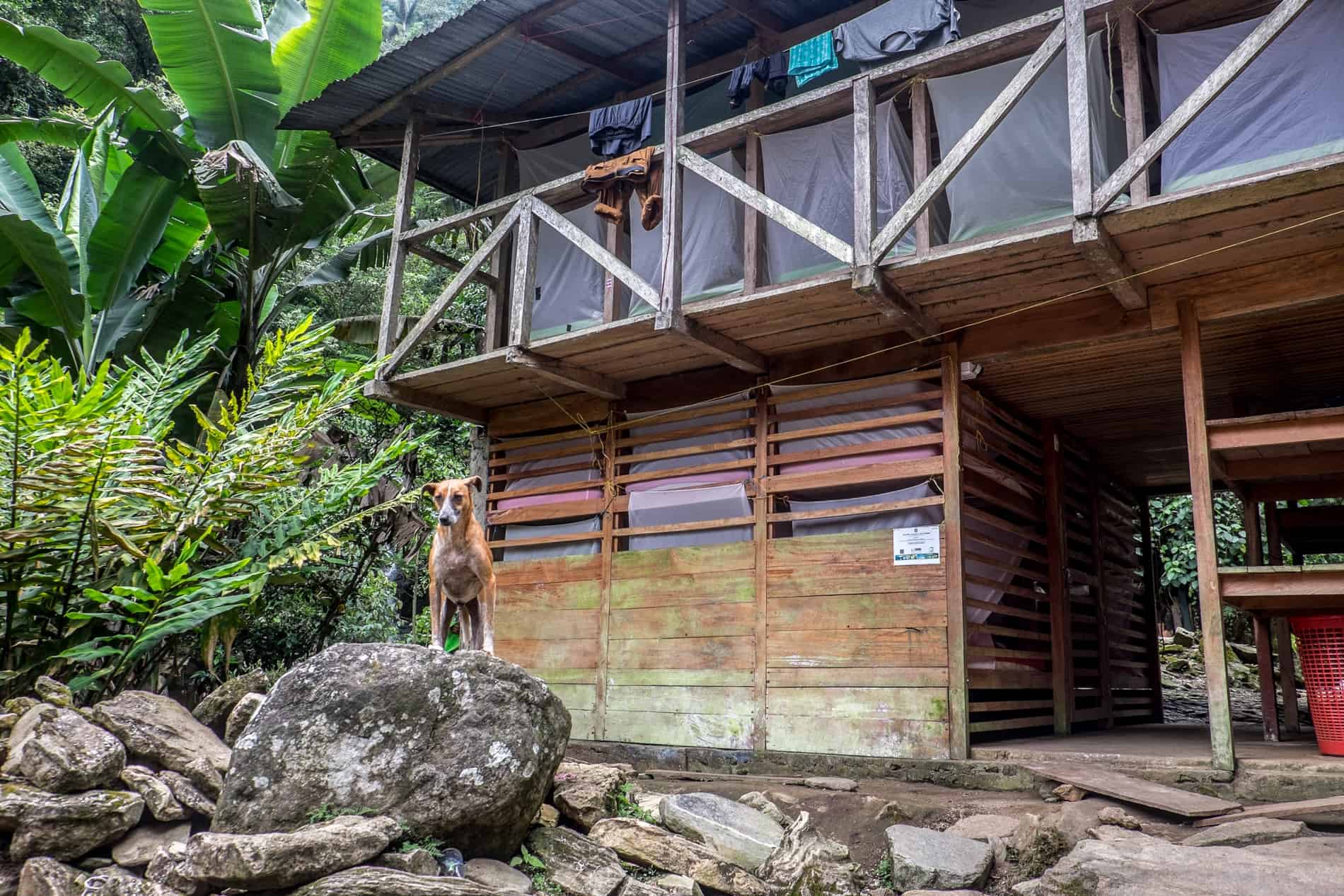 A dog standing on a rock outside a wooden hut at the Lost City Base Camp.