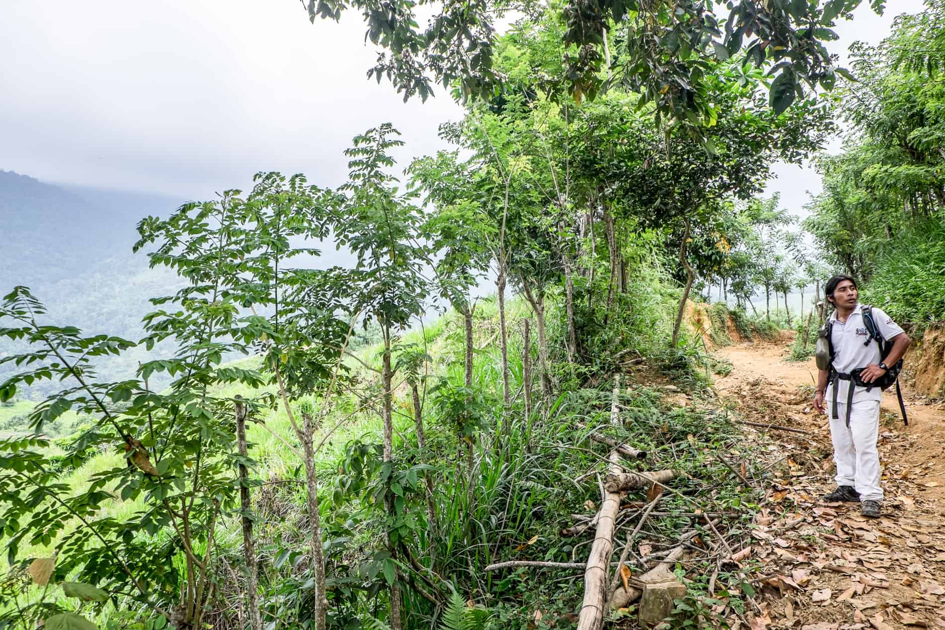 An Indigenous Wiwa guide on a forest pathway on the trek to Ciudad Perdida, Colombia.