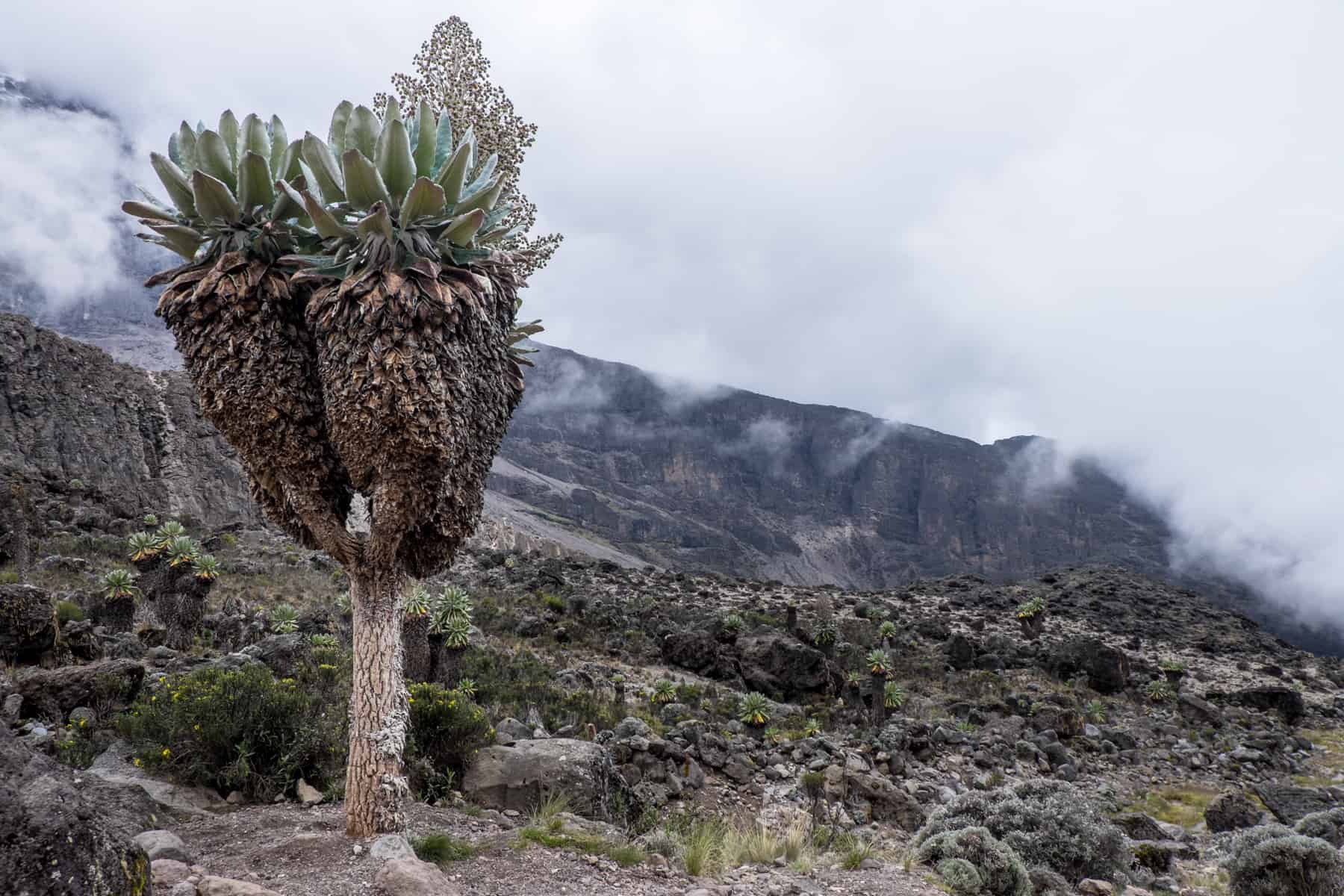 A thick-trunked trees with foliage nests, resembling a pineapple, in a high black-walled valley in Kilimanjaro National Park