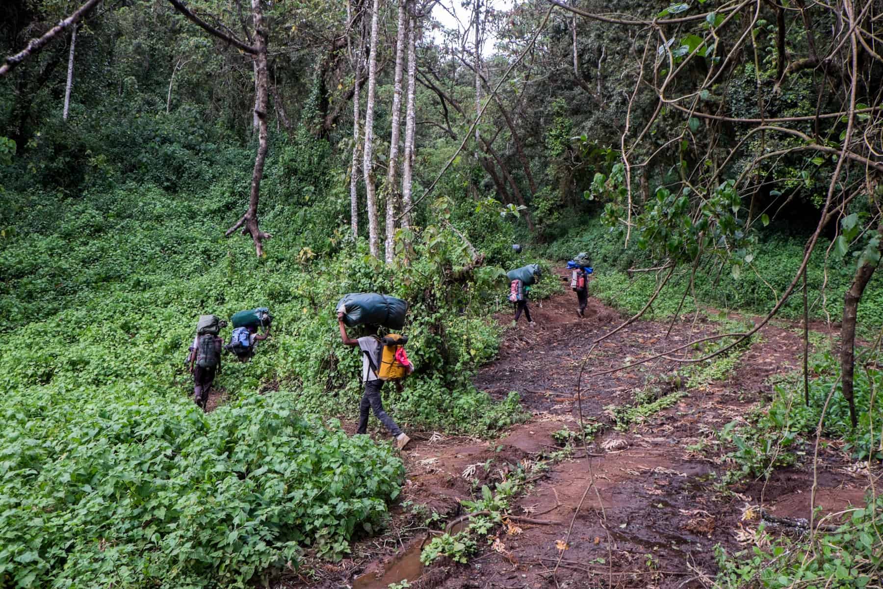 Fiver porters carrying green bags on their heads, walk on a orange mud pathway in the Rainforest Zone of Kilimanjaro