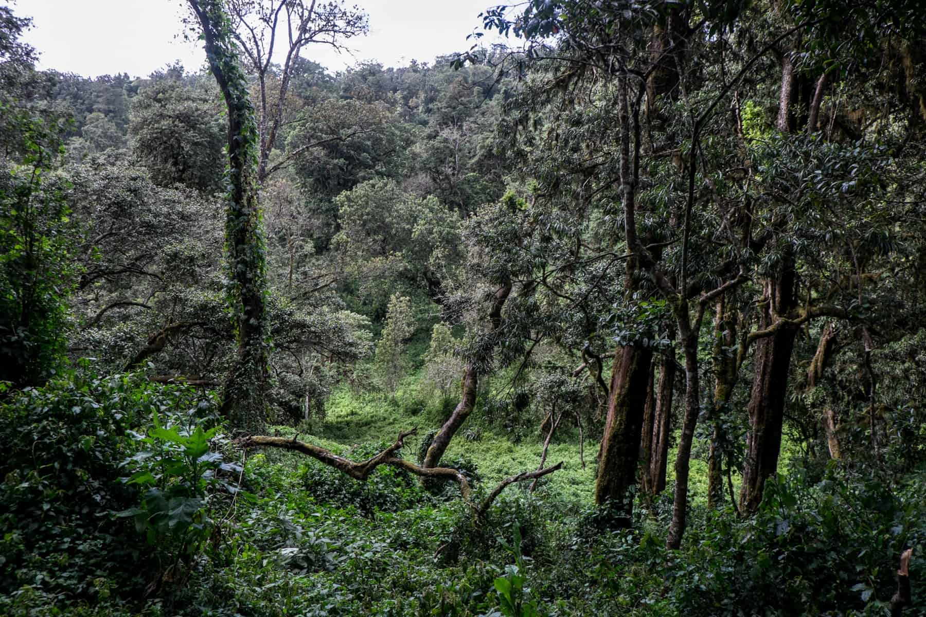 The densely packed trees and green vegetation of the Rainforest Zone when climbing Kilimanjaro.
