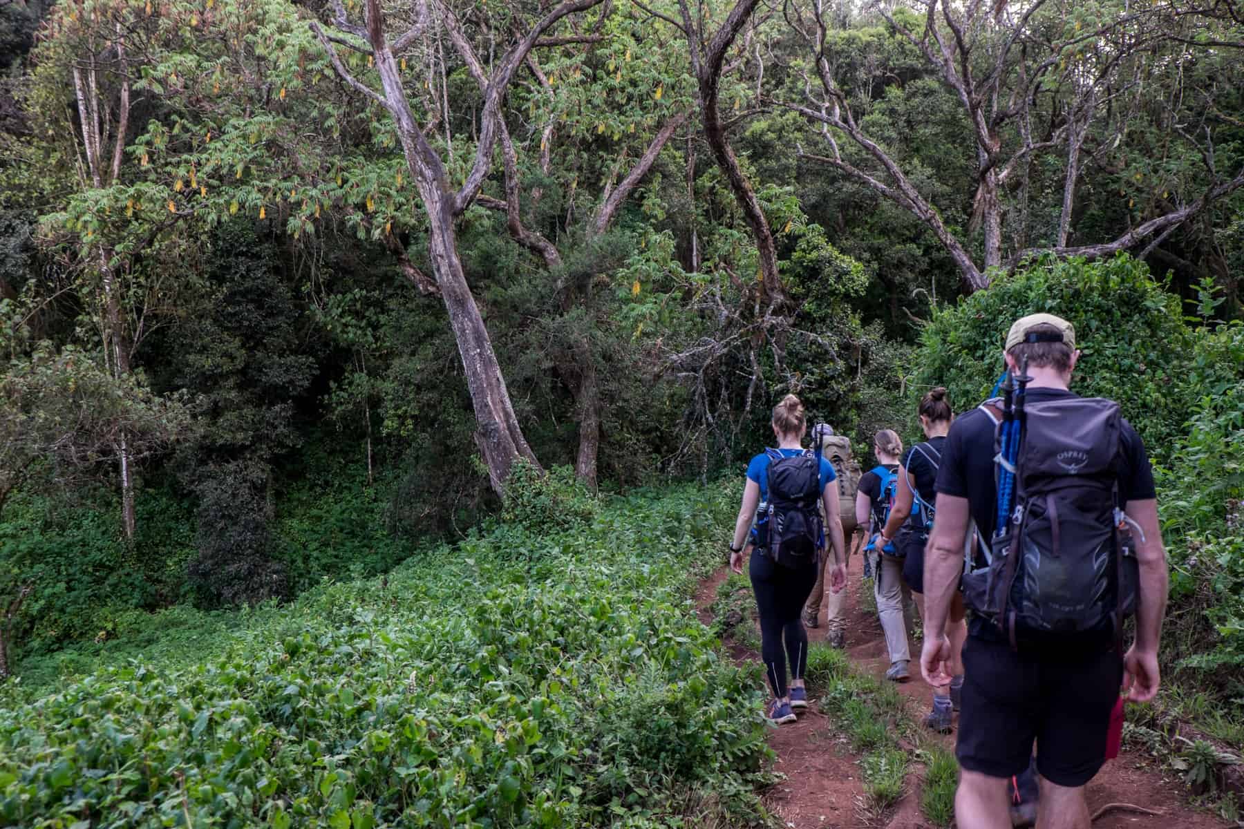 Five people walking on a narrow orange path through a lush, green rainforest zone when climbing Kilimanjaro