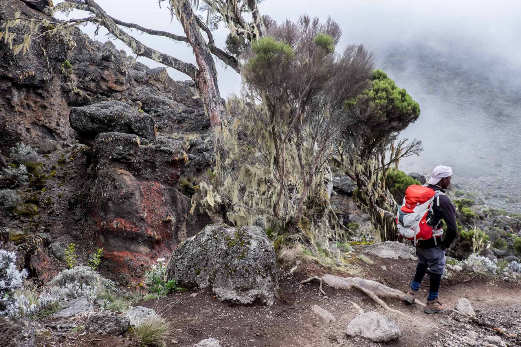 A man wearing black with a red backpack leads the way down a dry mud path on Kilimanjaro mountain, lined with alpine desert trees and orange rocks.