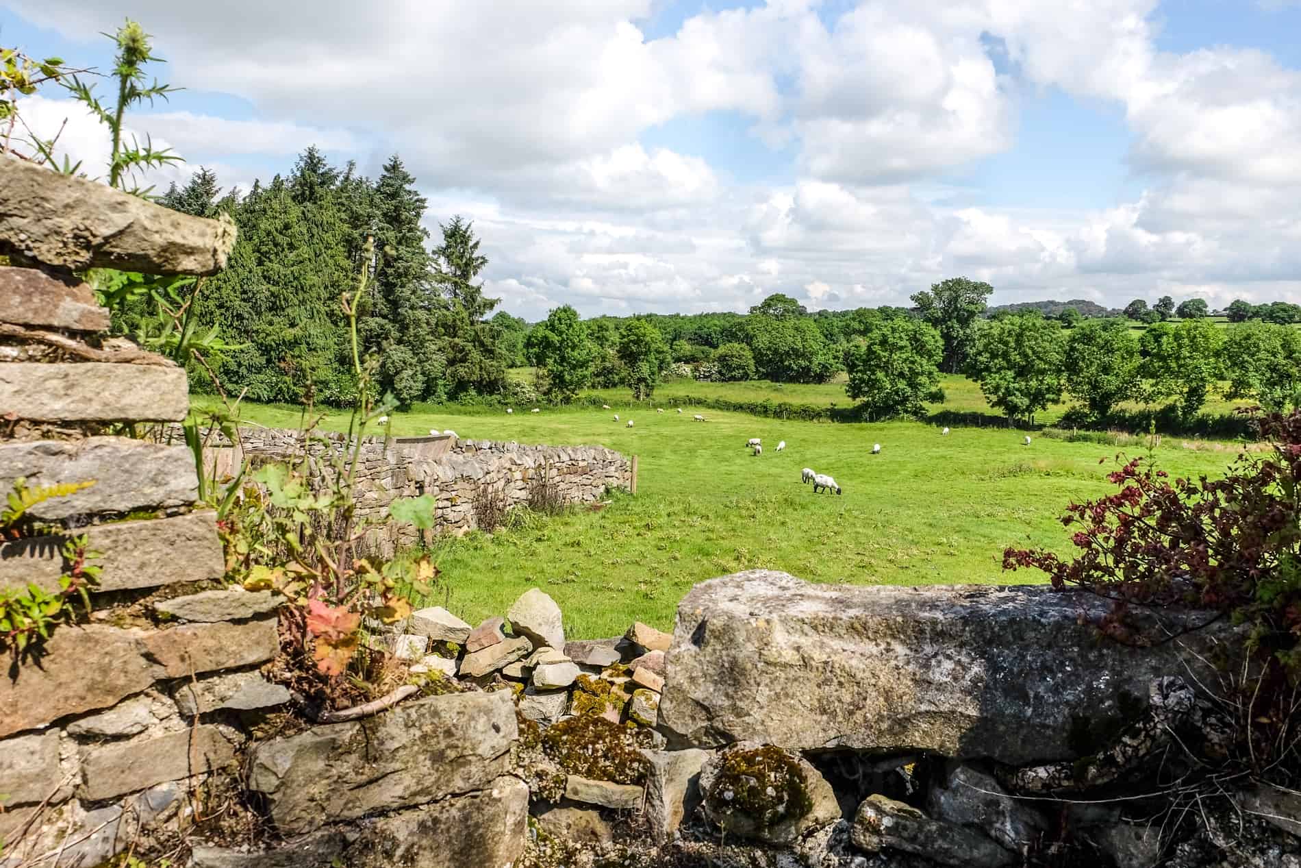 Uncovered ancient stone walls on the sheep filled farmland of Jerpoint Park in Ireland.