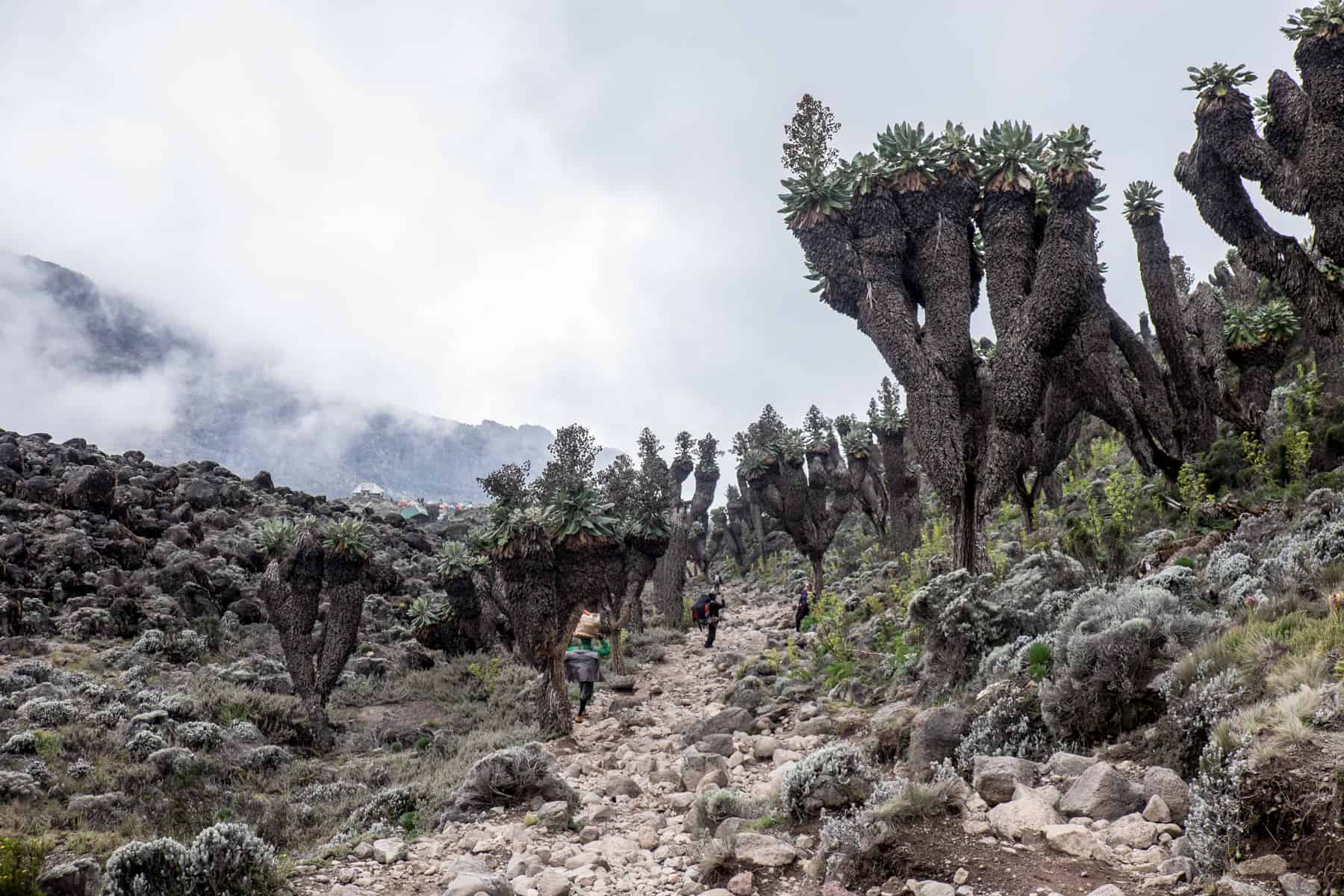 Porters on a rocky trail past finger-like multi branched trees topped with green plants in the tropic eco-system of Mount Kilimanjaro. 