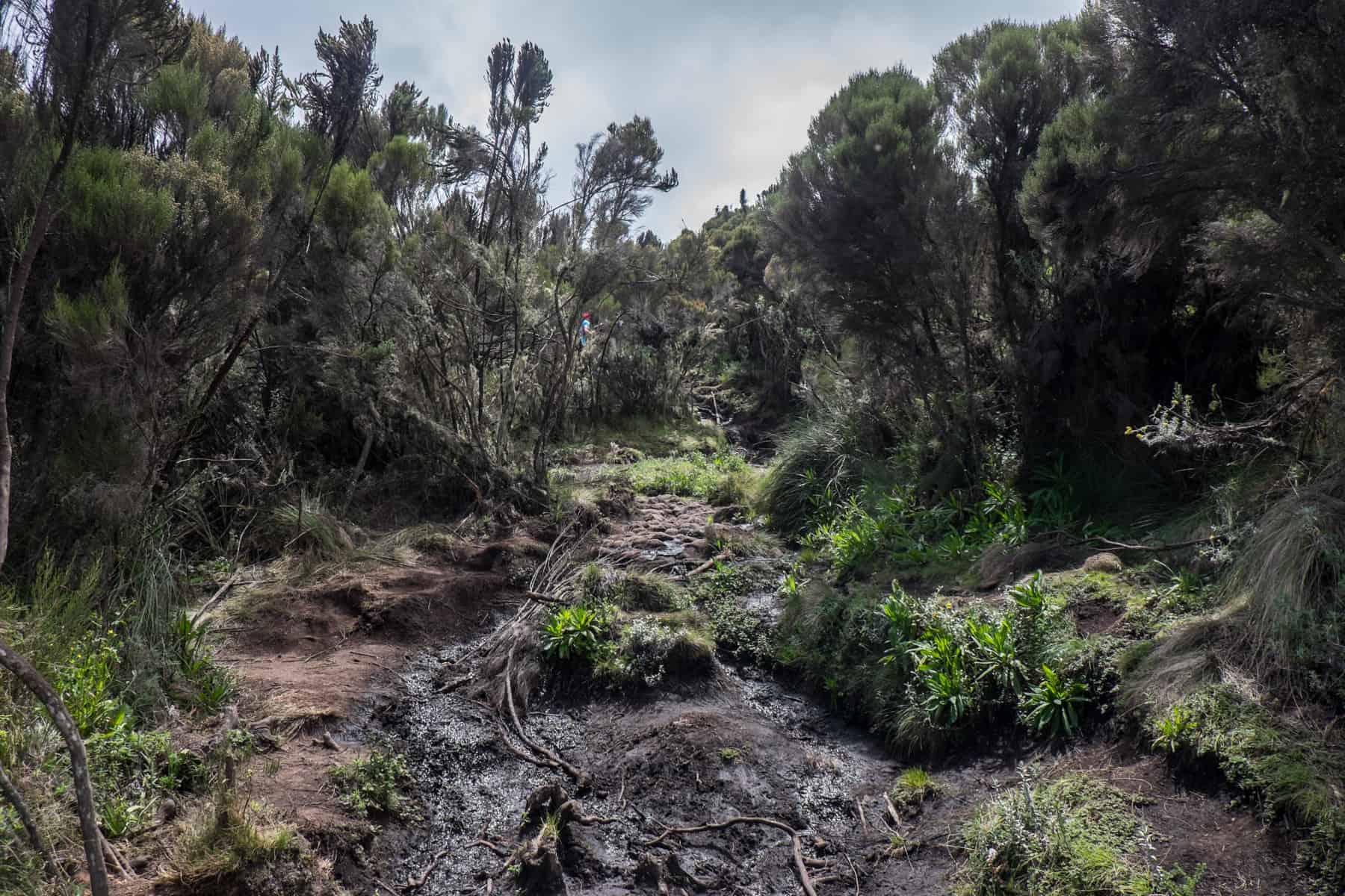 Kilimanjaro Climb Rainforest zone turning more dry and rocky as it turns into the grassy Moorland Zone.