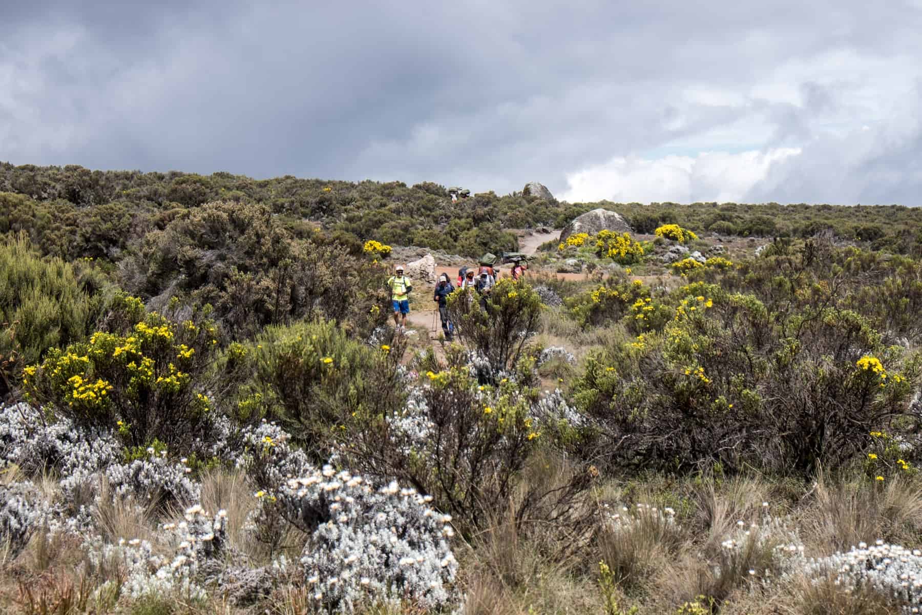 A small group of people trekking Kilimanjaro through a orange pathway through rocks, green bushes with yellow and wildflowers.