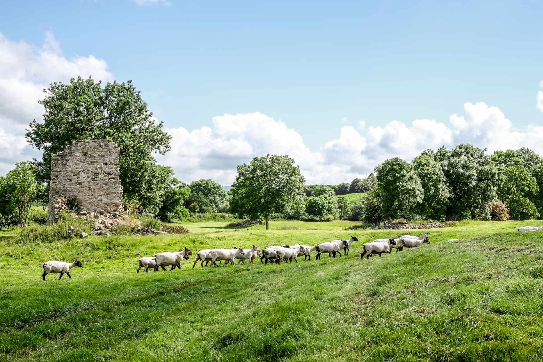 Sheep on the undulating green land in Jerpoint Park that conceals old streets and house foundations. 