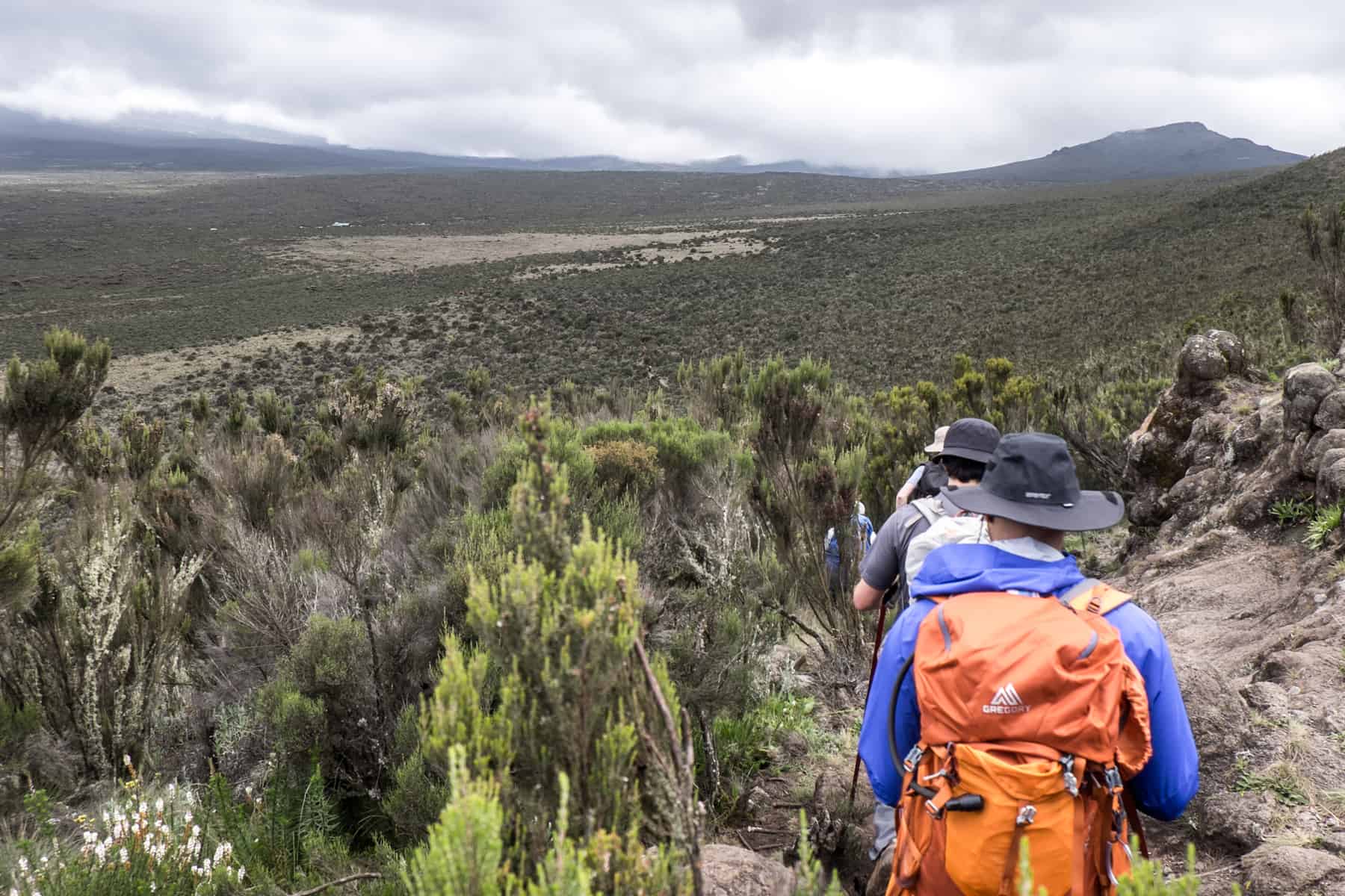 Four trekkers makes there way down a hill through the dry, grassy vegetation in the Moorland Zone of the Kilimanjaro trekking trail.