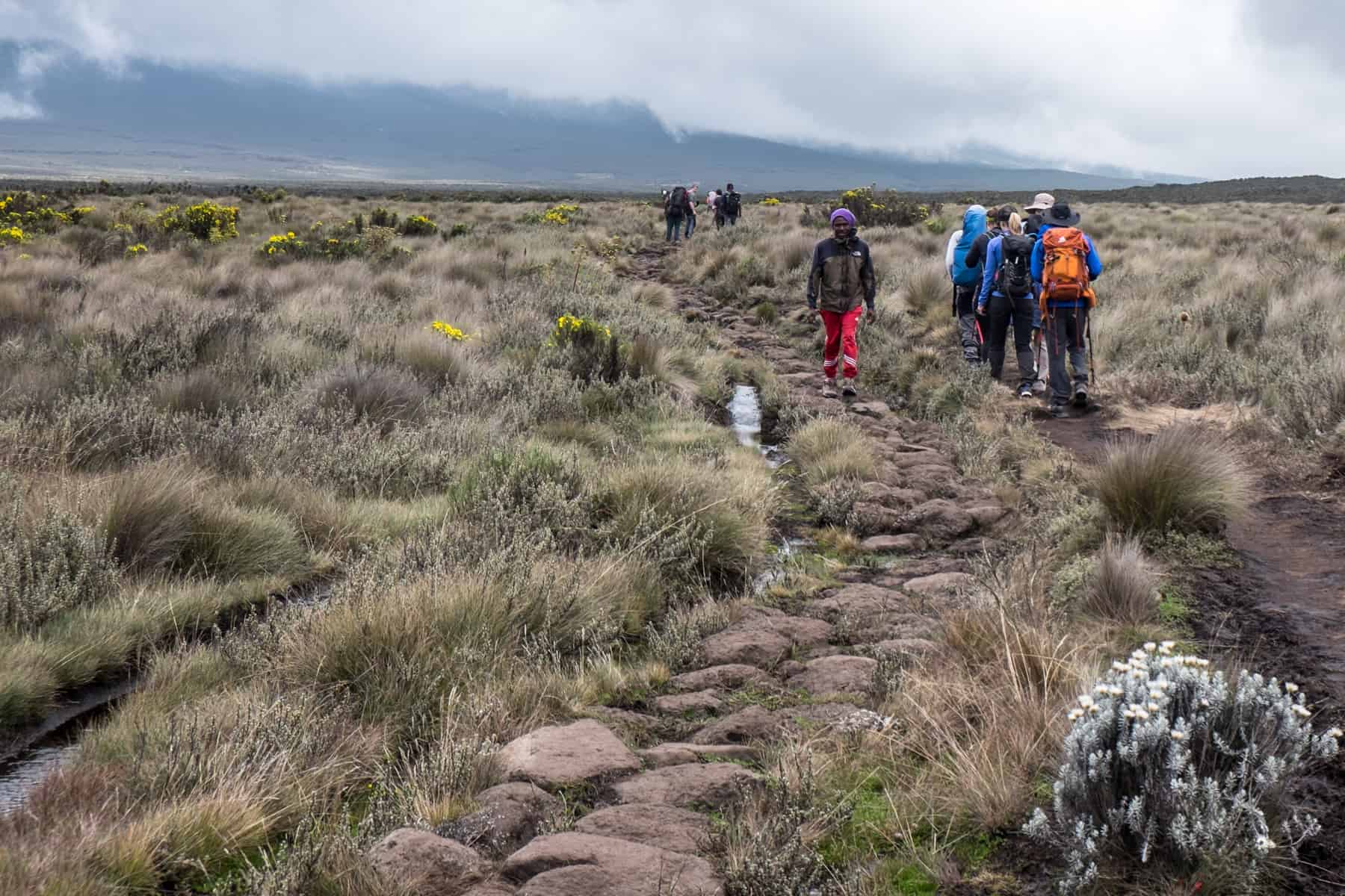 A Kilimanjaro porter (in red trousers) walks from the camp over the grassy earth, towards the arriving trekkers to help them.