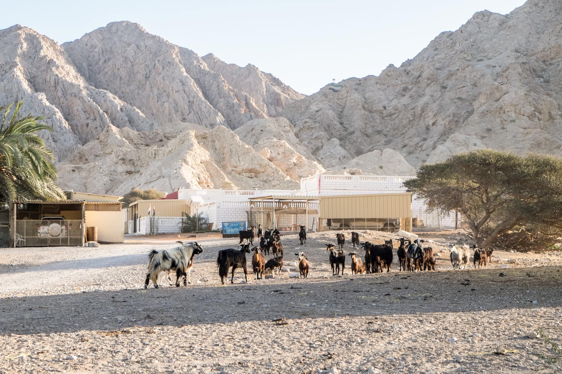 Goats outside low rise buildings in the Jebel Jais mountain village of Shamal. 