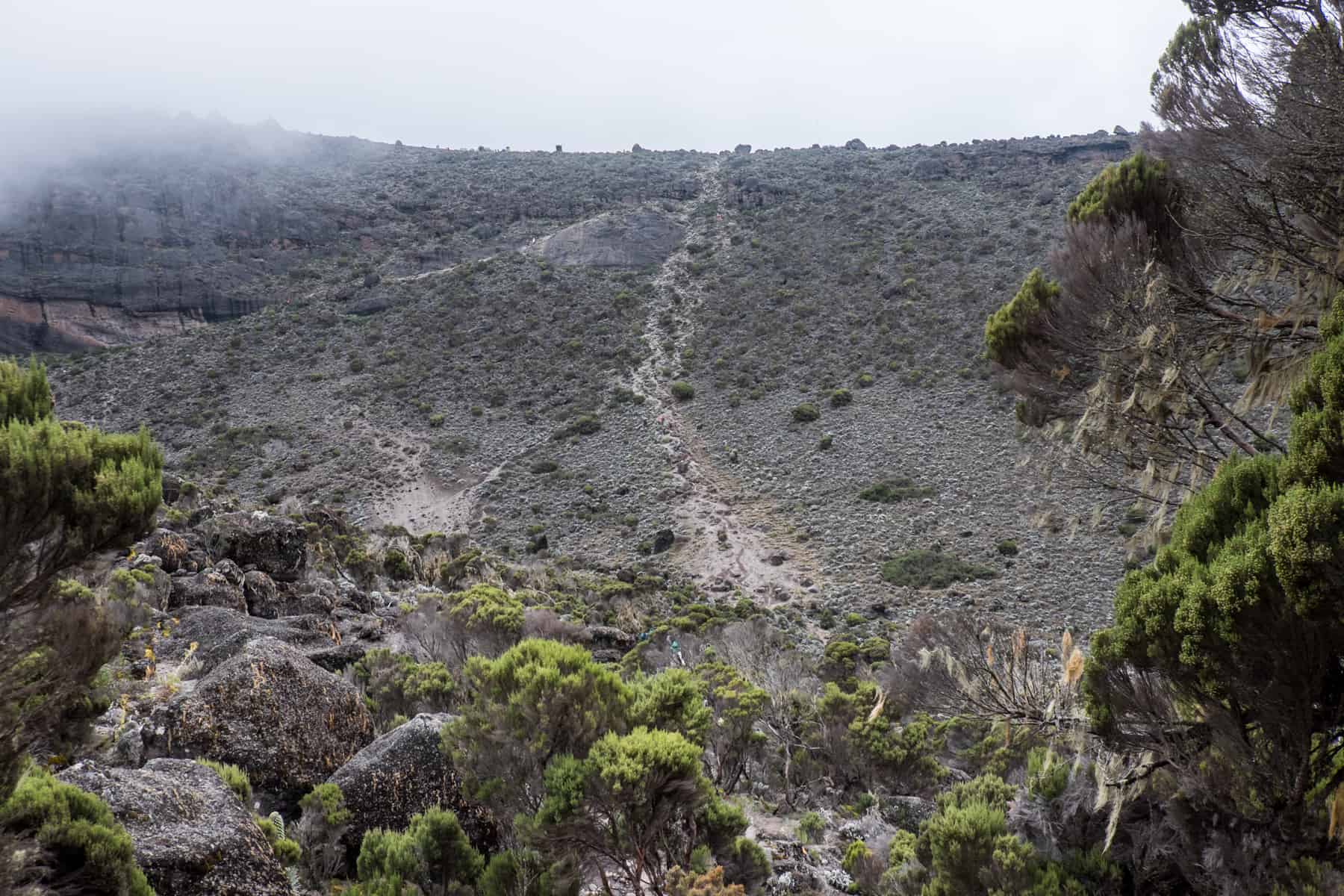 Beyond the think vegetation, a beige worn path lightly snakes up a very steep grey-green rock face on Mt. Kilimanjaro