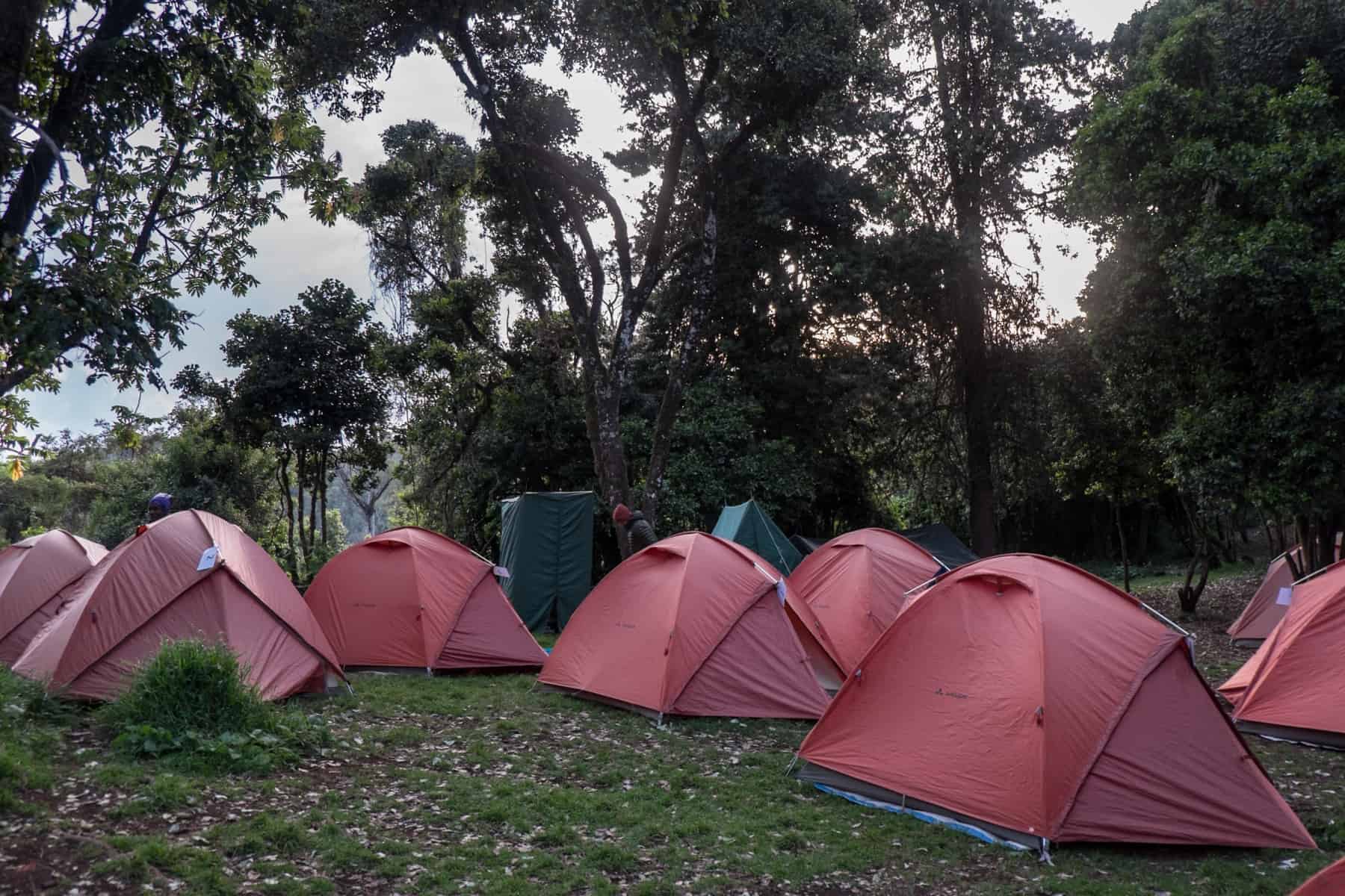 A cluster of orange tents within a mountain forest. 