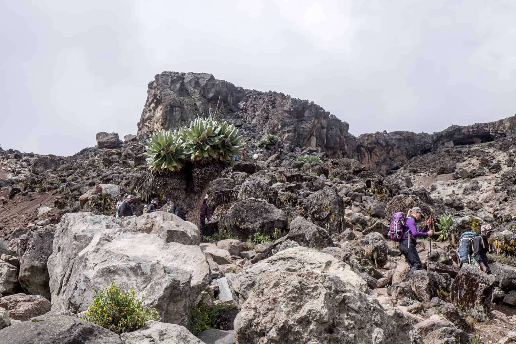 Four people hiking down a large rocky pathway in Barranco Valley, Kilimanjaro, dotted with quirky, thick-trunked trees.