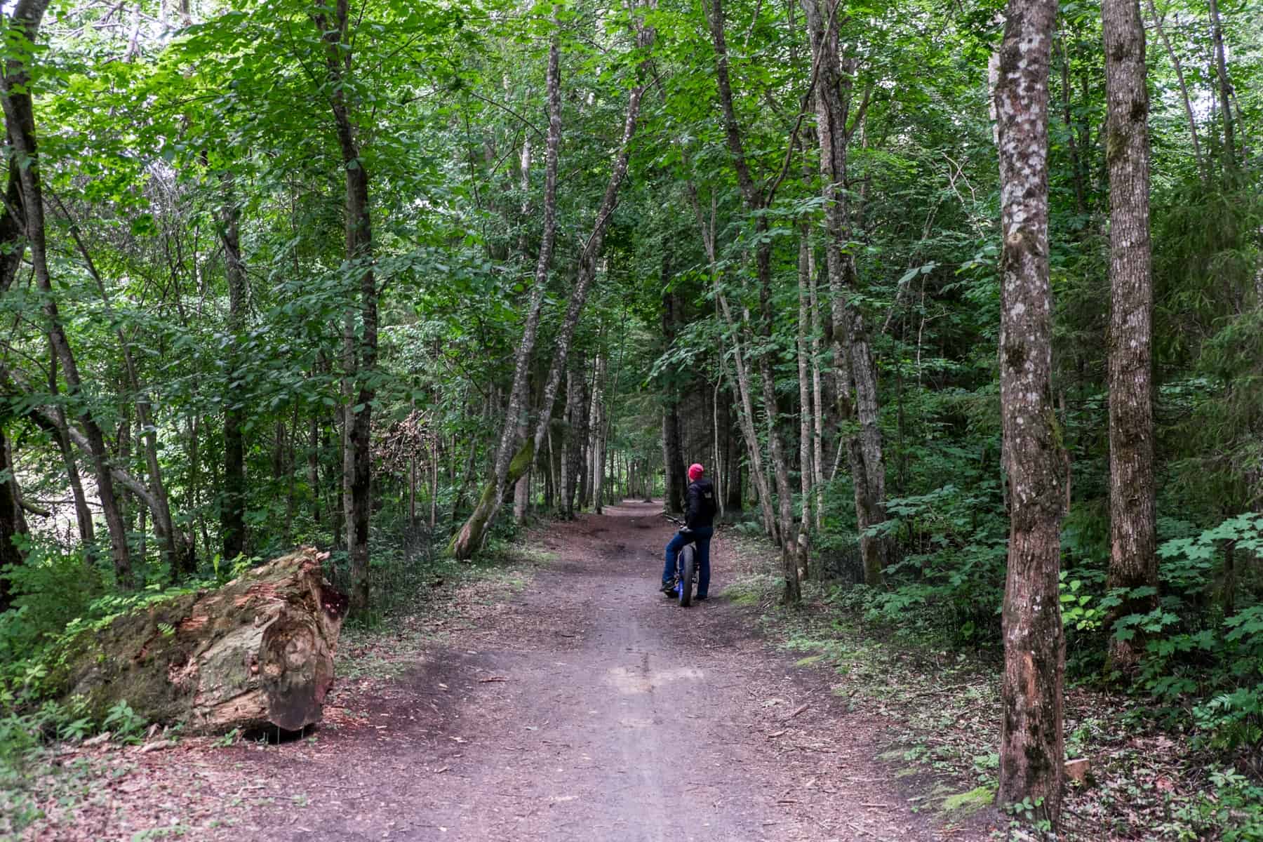 A man in dark clothing and a red hat rests on a fat bike on a red pathway that cuts through a thick forest in Sigulda, Latvia.