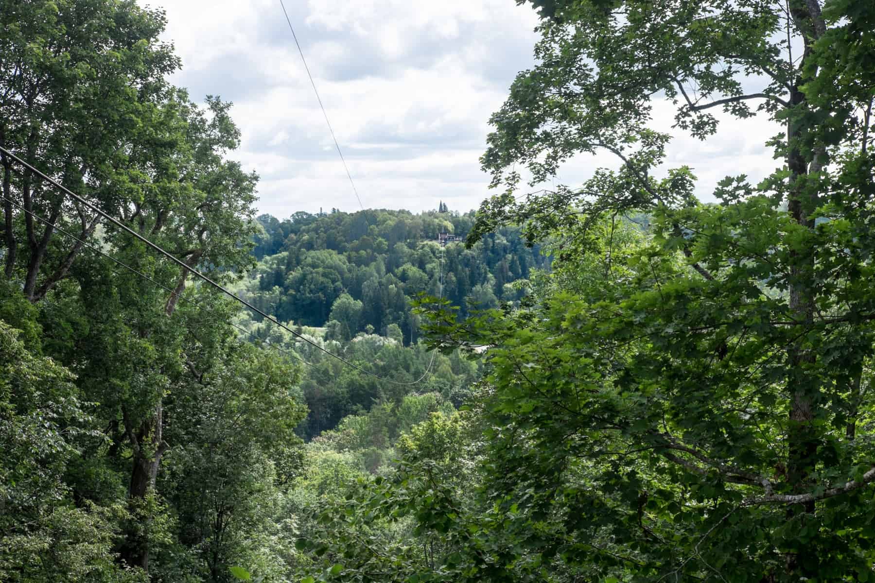 A cable car wire cuts through a large swath of green forest and between wide trees in Sigulda, Latvia.