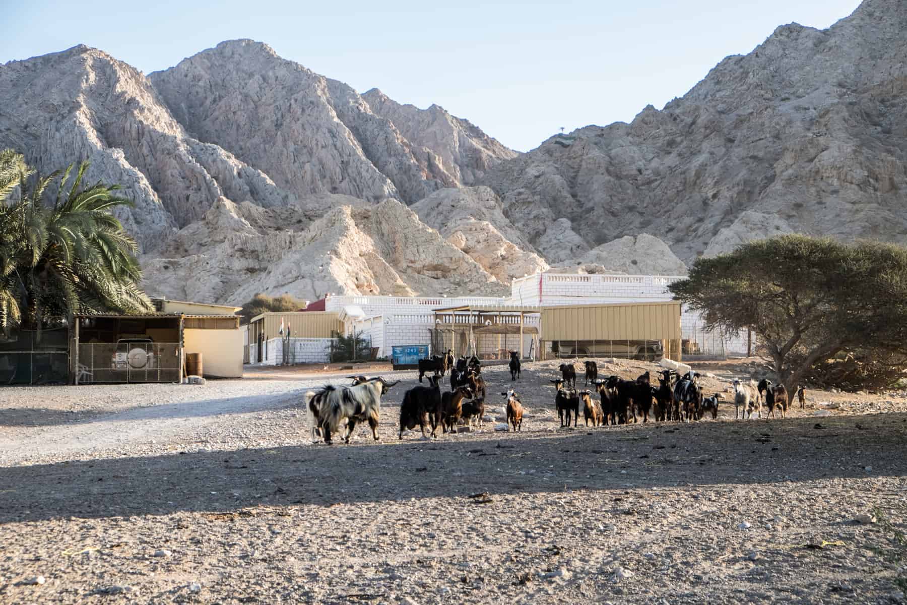 A heard of goats outside a white and yellow block farm building, in front of a low, spiky mountain range