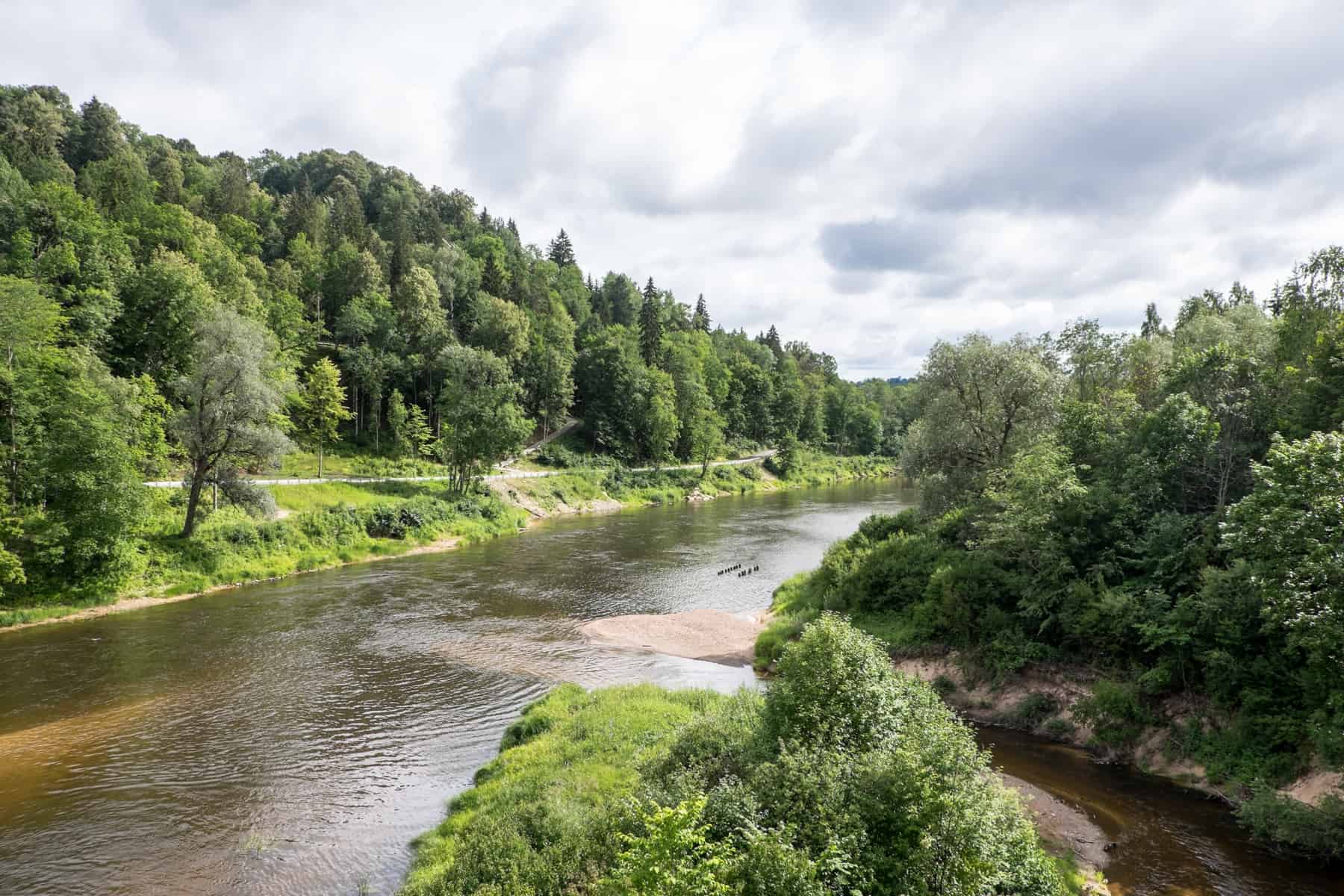 A wide, murky green river lined either side with thick green forests of tall, bushy trees