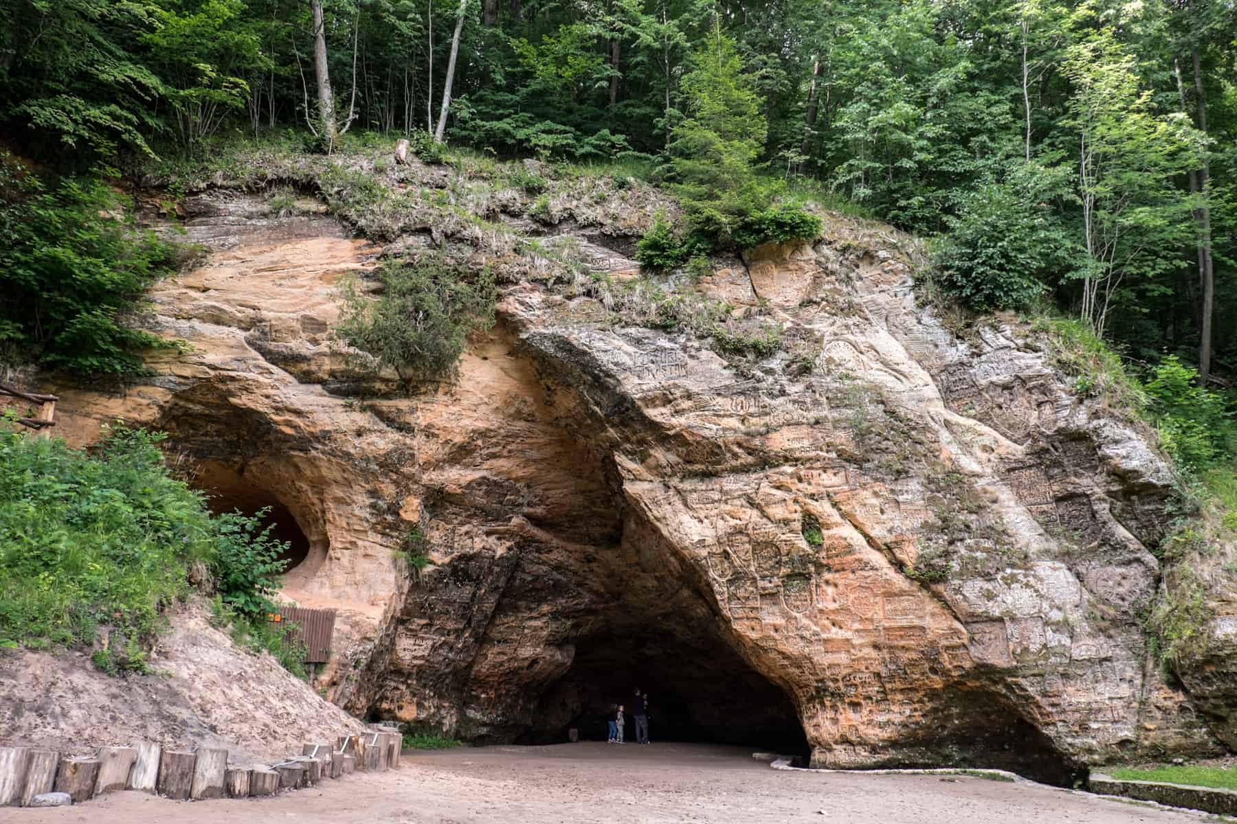 A large, honey coloured cave - Gutman's Cave in Sigulda, Latvia – is covered in carved inscriptions. Green forest grows on top and next to it.