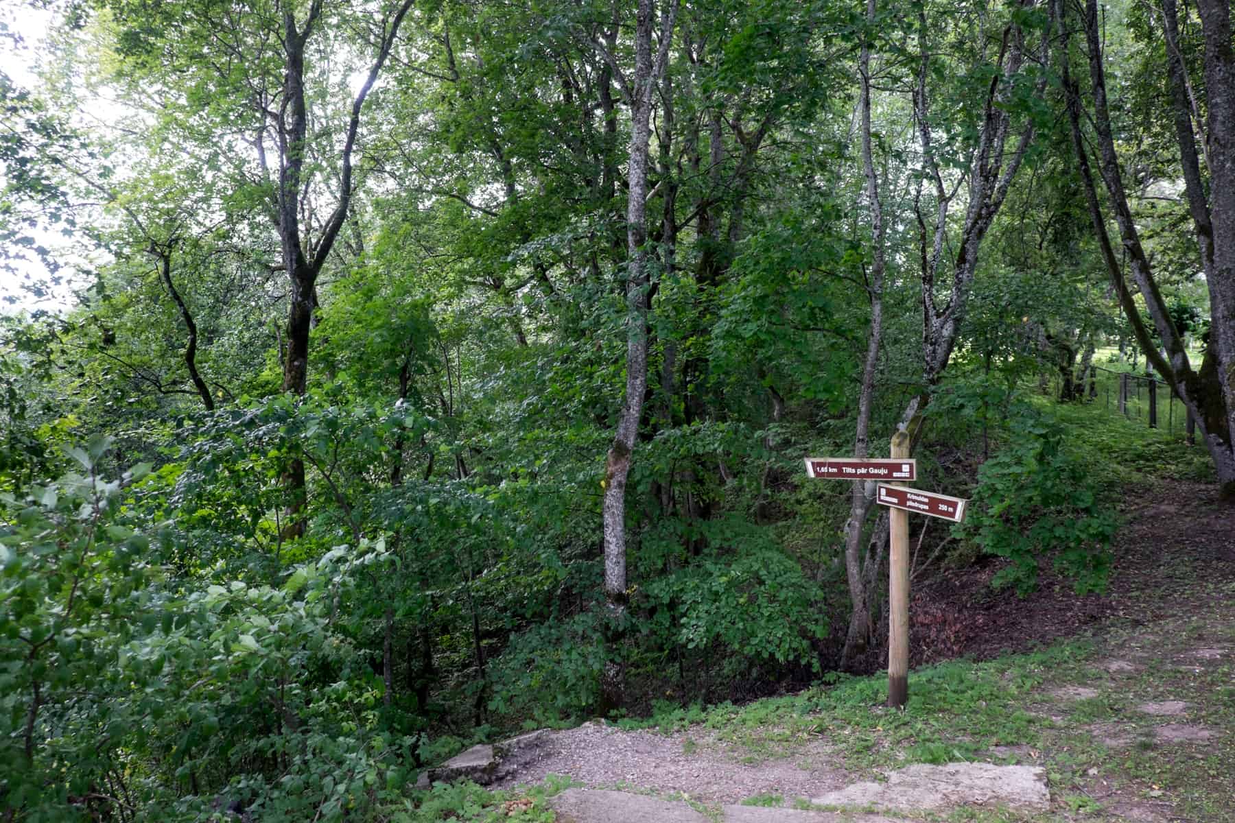 A wooden pole with two brown signs mark hiking trails in the green forest landscape of Sigulda, Latvia