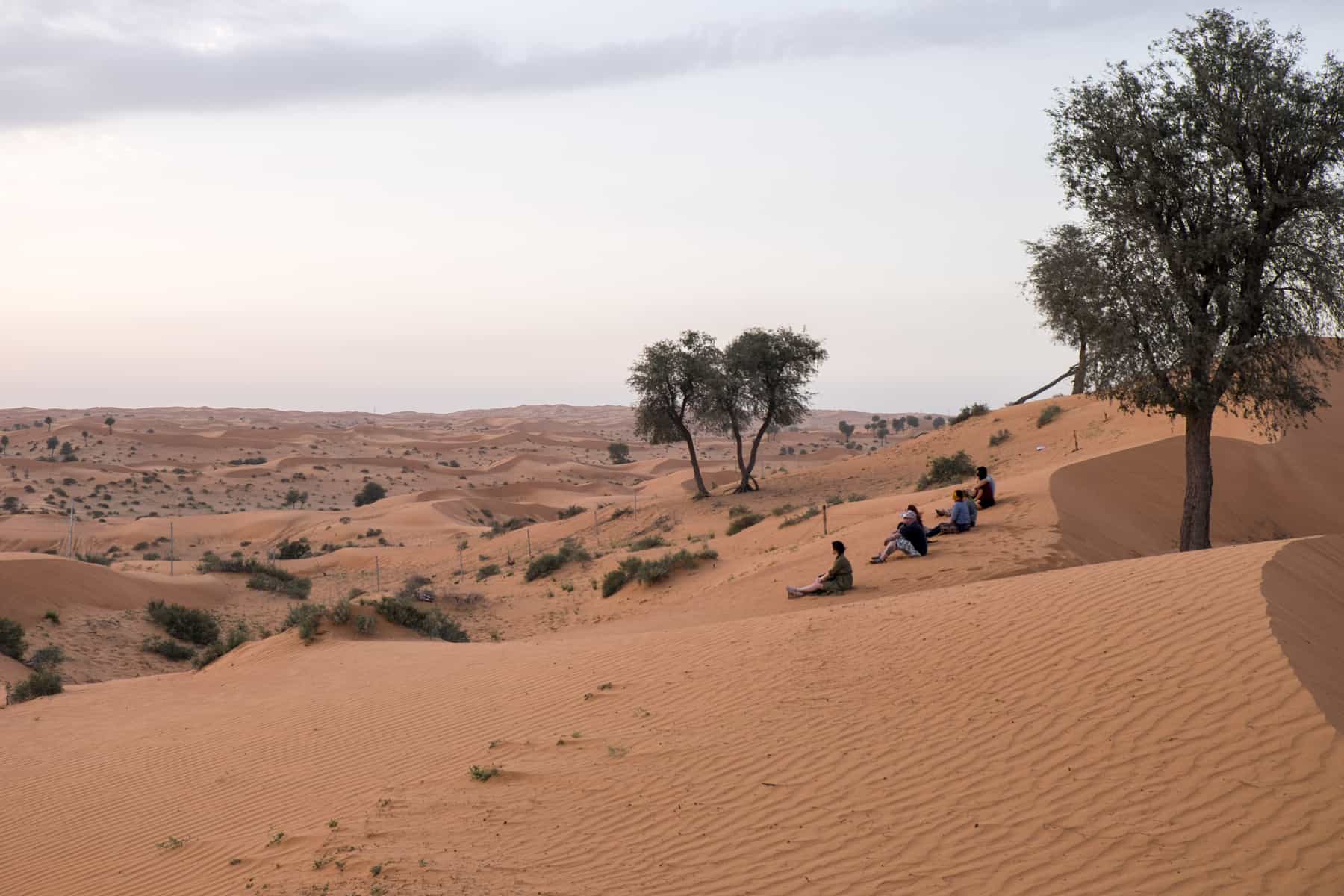 Seven people sit on a golden coloured sand dune, in between green desert trees, overlooking the rolling sands that stretch to the horizon