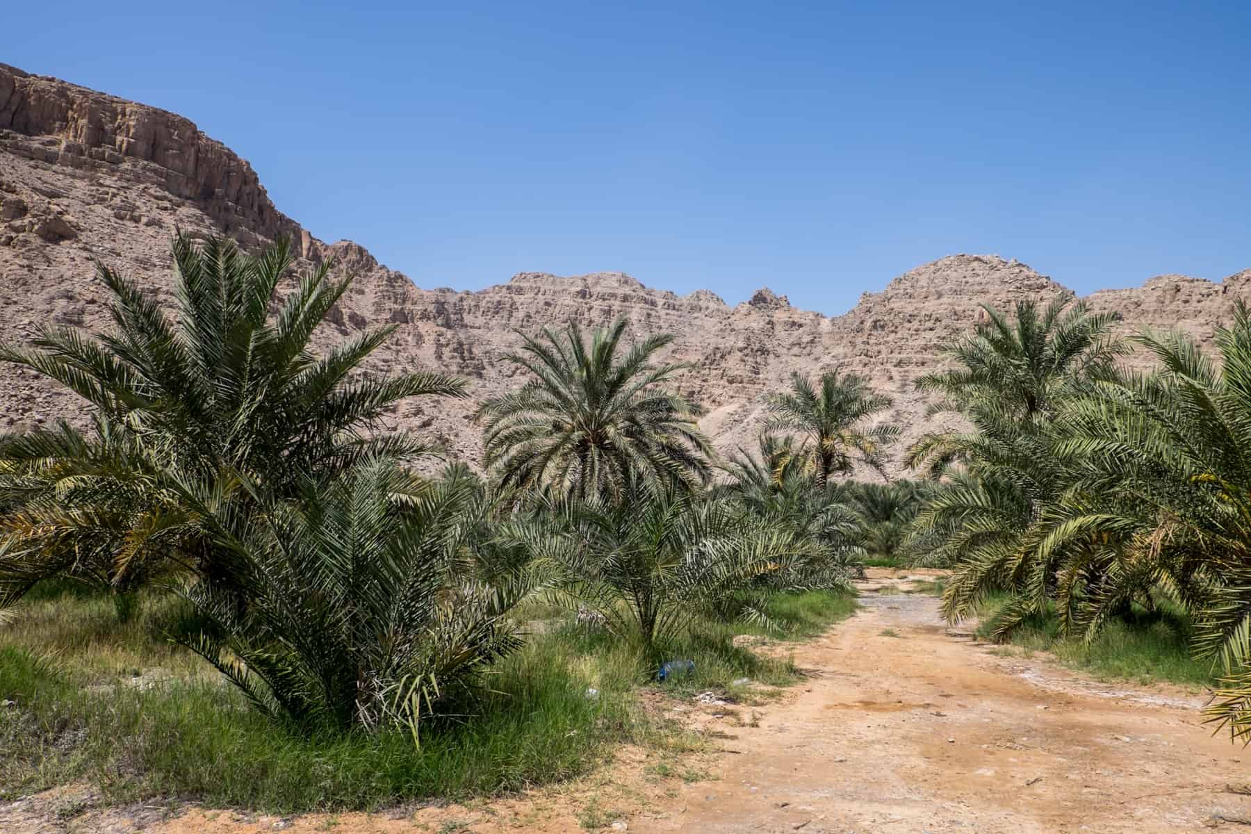 Large, busy palm-like trees grow from desert sands, surrounded by a low, light beige mountain range