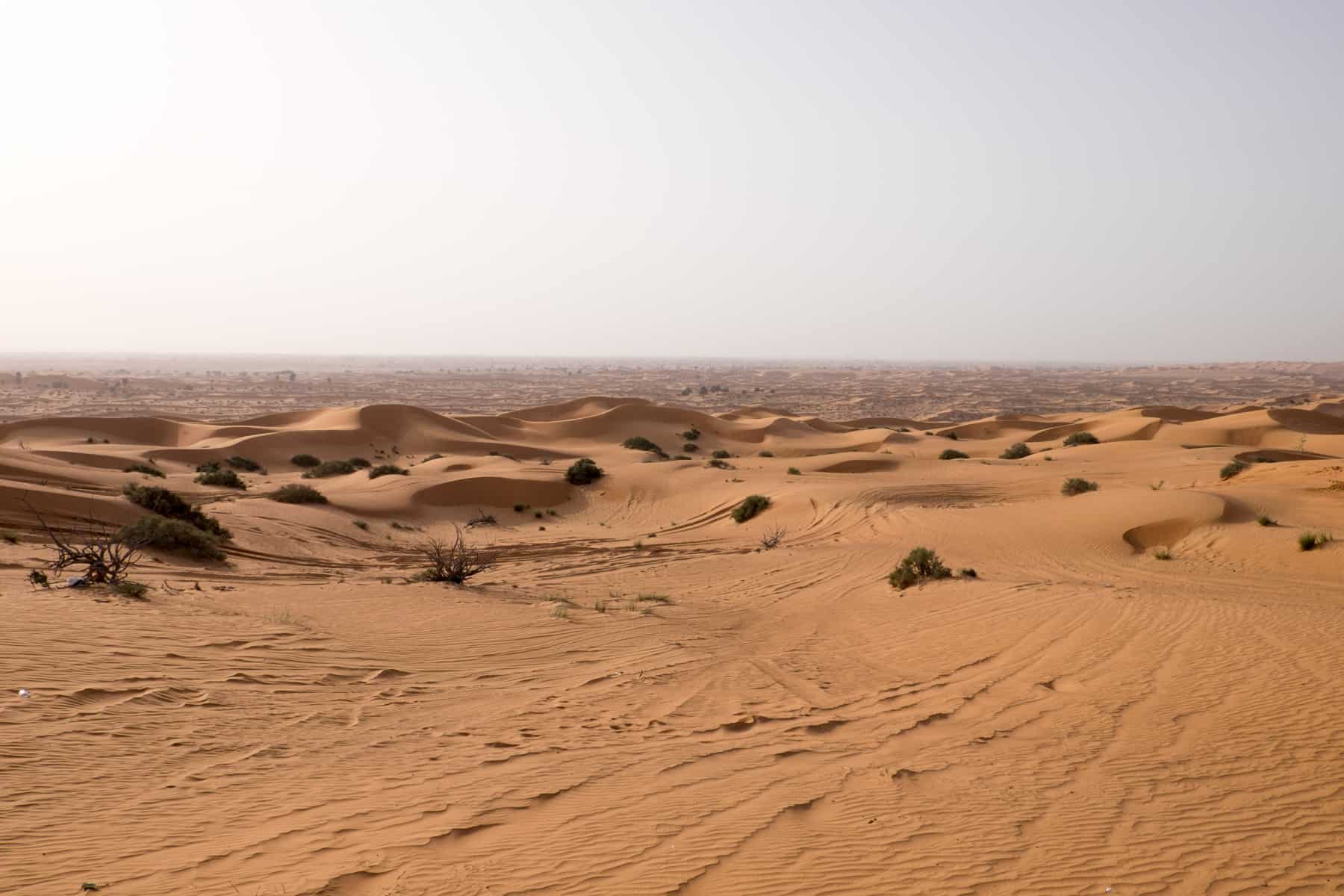 Rolling, soft mounds of sand dunes in Ras Al Khaimah where small patches of greenery can be seen poking through