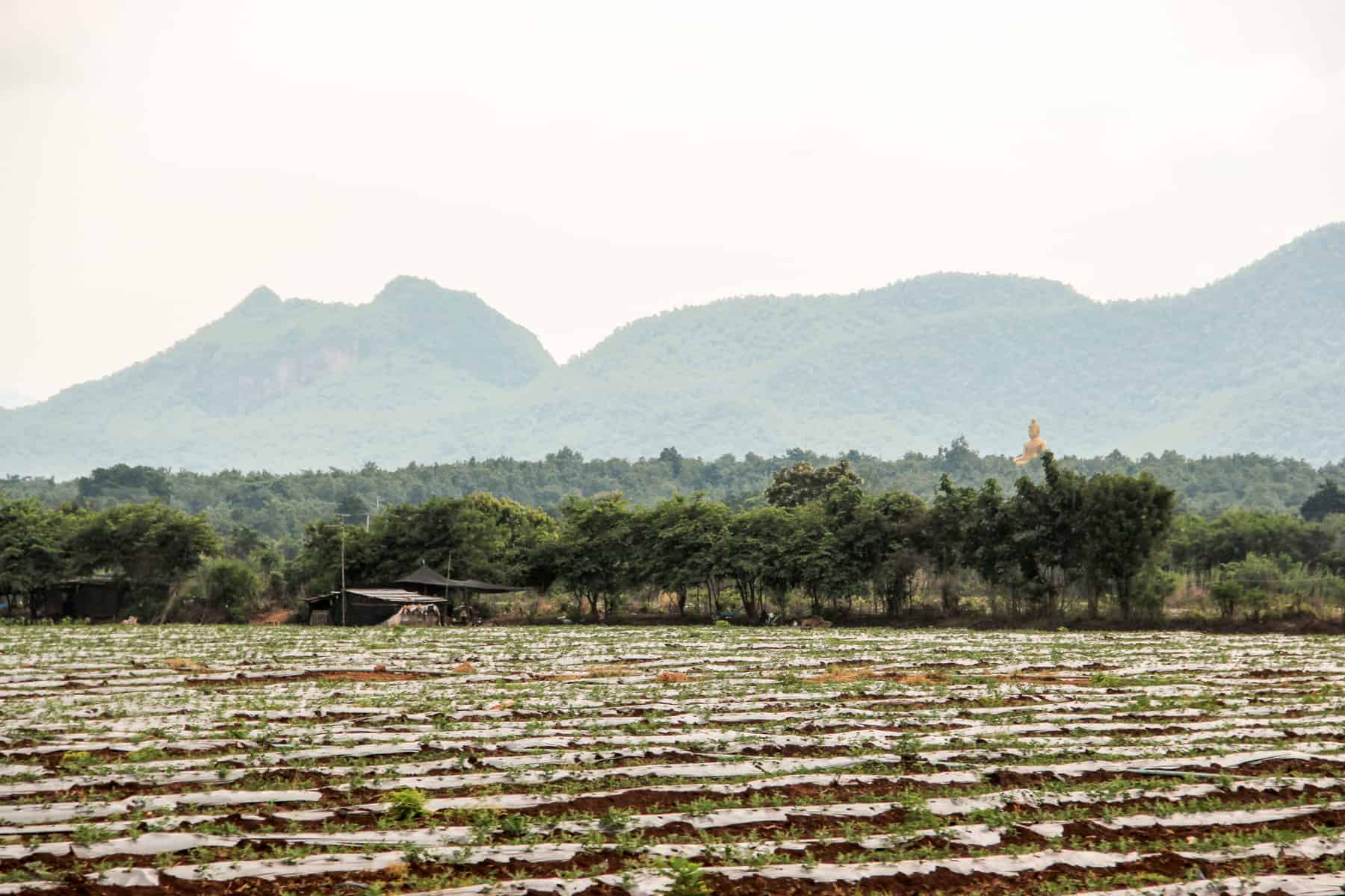 Rows of rice paddy fields backed by green forest and an elevated golden Buddha in Kanchanaburi, Thailand