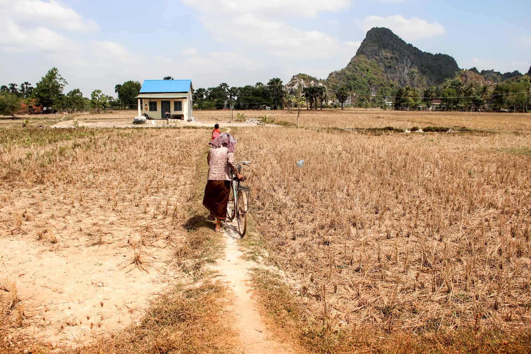 A woman pushes her bike through a dry rice paddy field towards a white house with a blue roof that stands in front of a tall, prominent rock.
