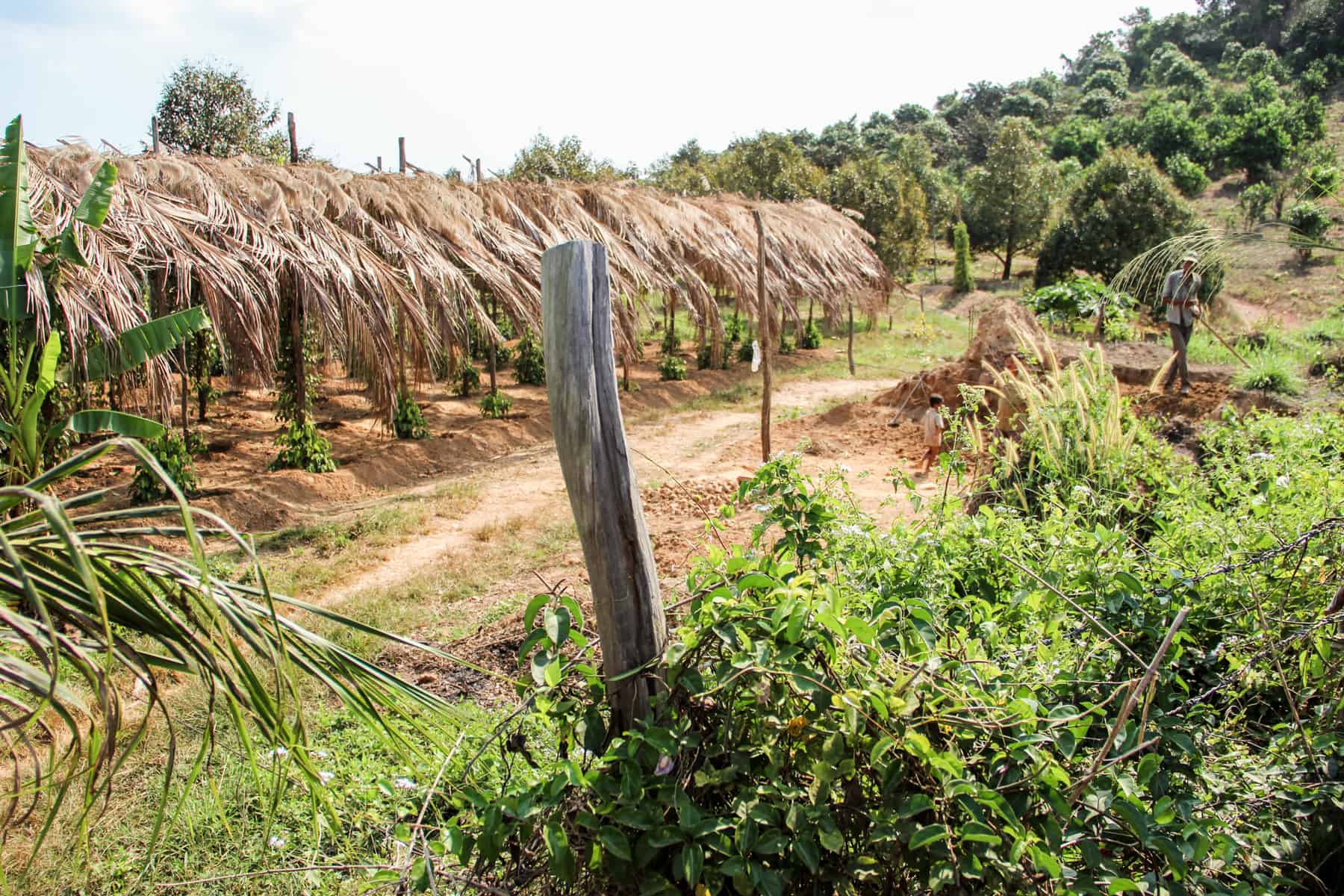 A farmer on the right rakes golden soil in a dense green forest. Behind him are rows of Kampot pepper plants covered with a roof of beige leaves.