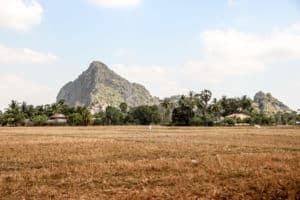 Two white cows roam in a golden field backed by green forest and a large, pointed rock face.