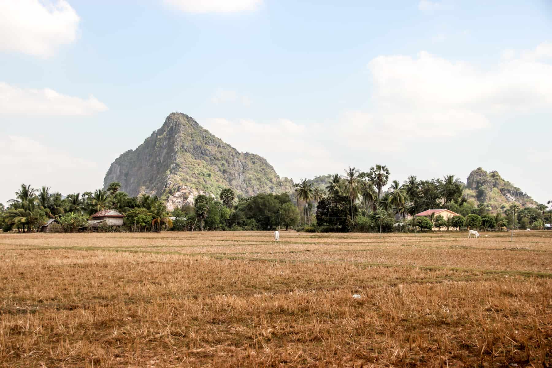 Two white cows roam in a golden field backed by green forest and a large, pointed rock face. 