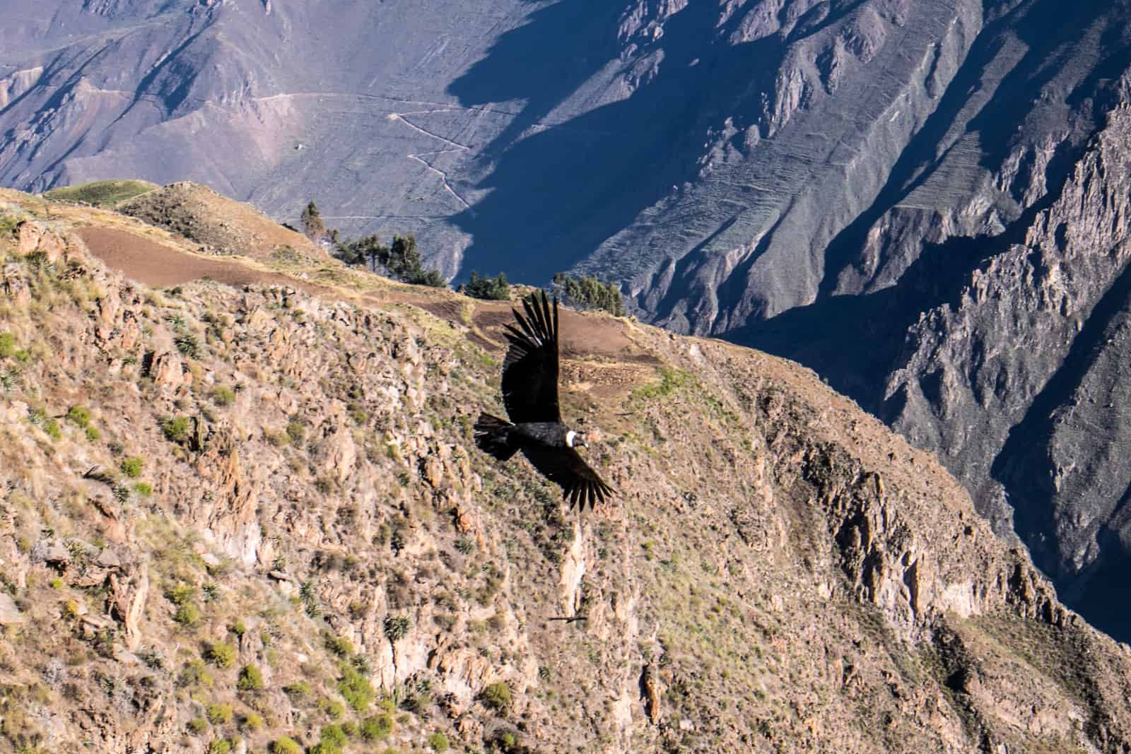 Condor in flight in Colca Canyon, Peru. 