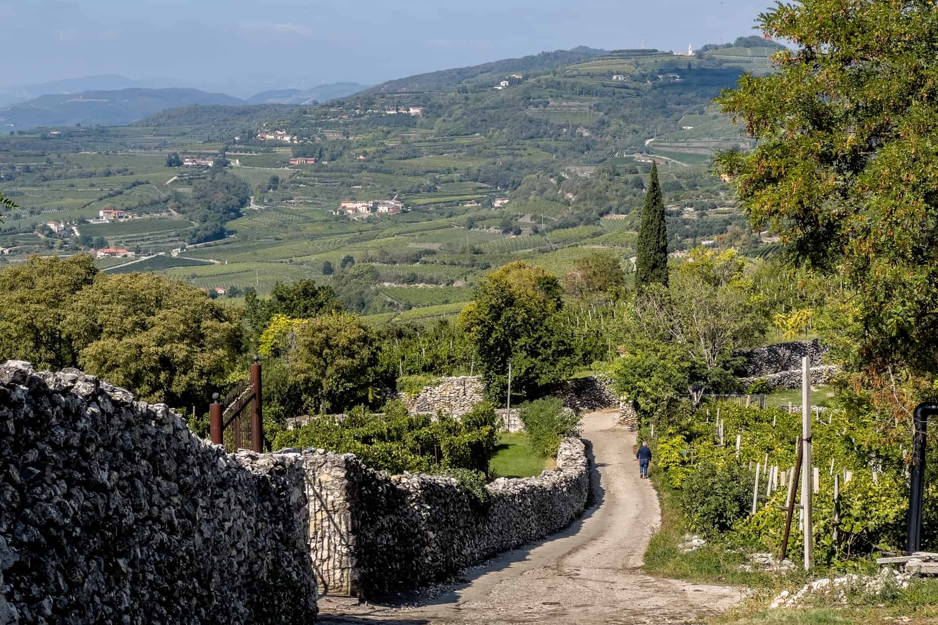 A man walks on a path next to a stone wall, on a trail through vineyards, backed by rolling green. 