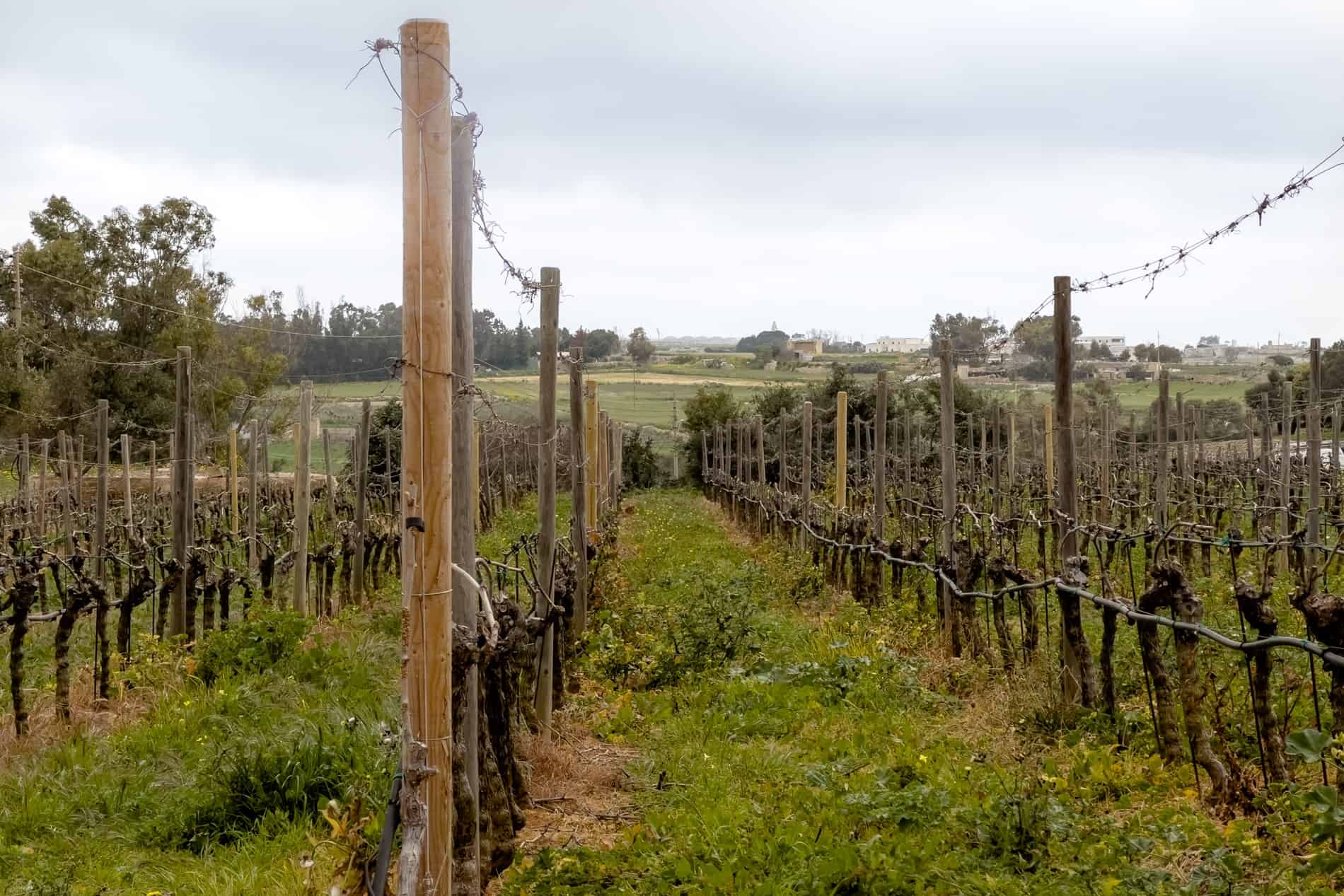 Rows in vines at a wine estate in Malta, set within unspoilt and rugged countryside. 