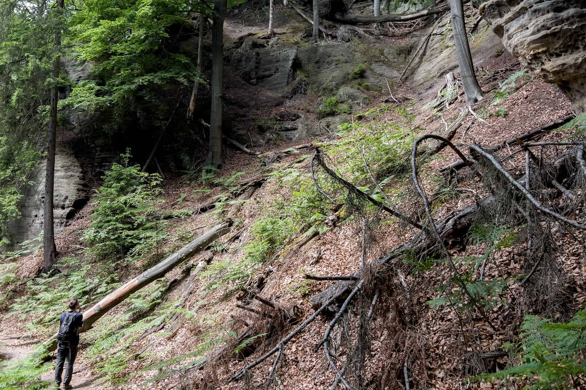 A hiker looks up at a steep incline from the bottom of the forest in Bohemian Switzerland. 