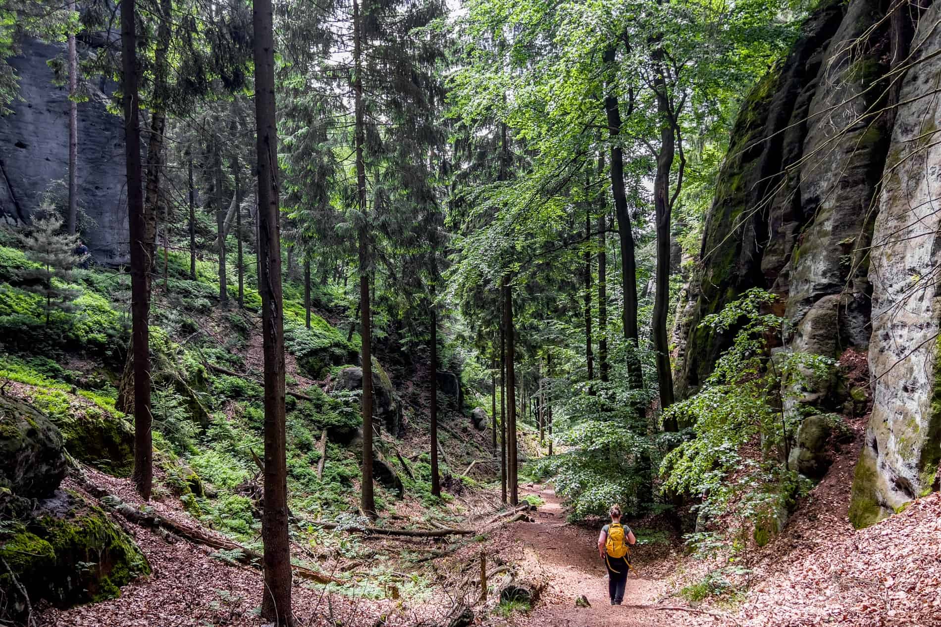 A woman hiking on an ochre pathway through the dense and rock walled Bohemian Switzerland forest.