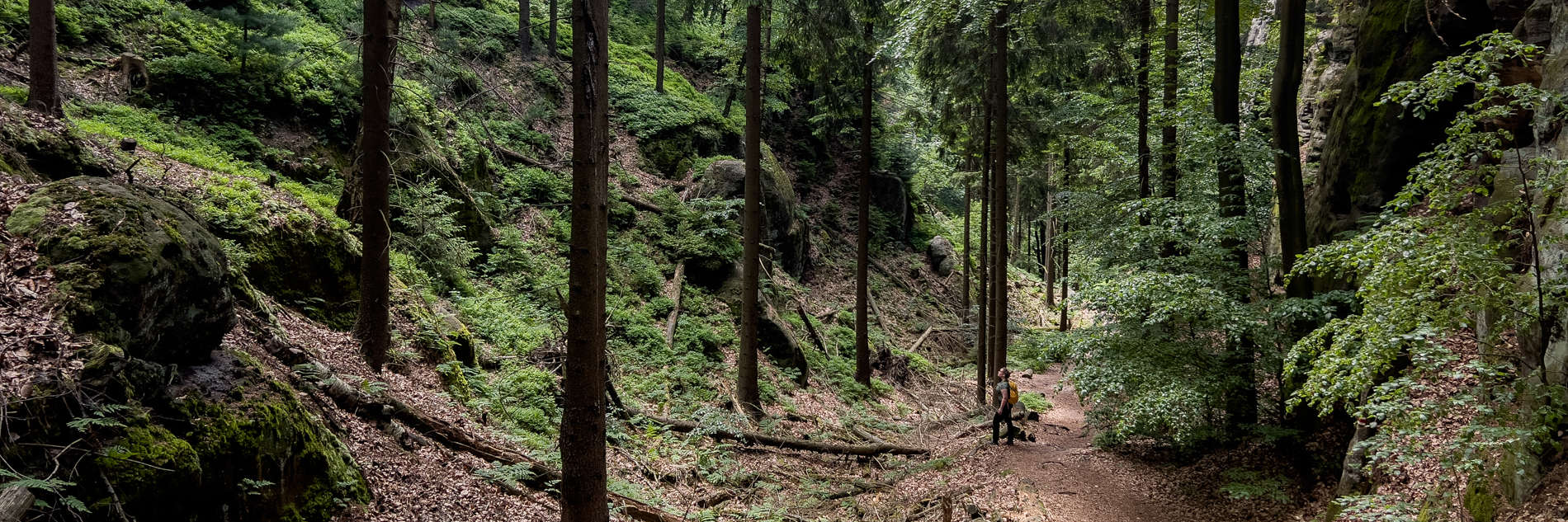 A hiker on an orange pathway deep within a forest in the Czech Republic.