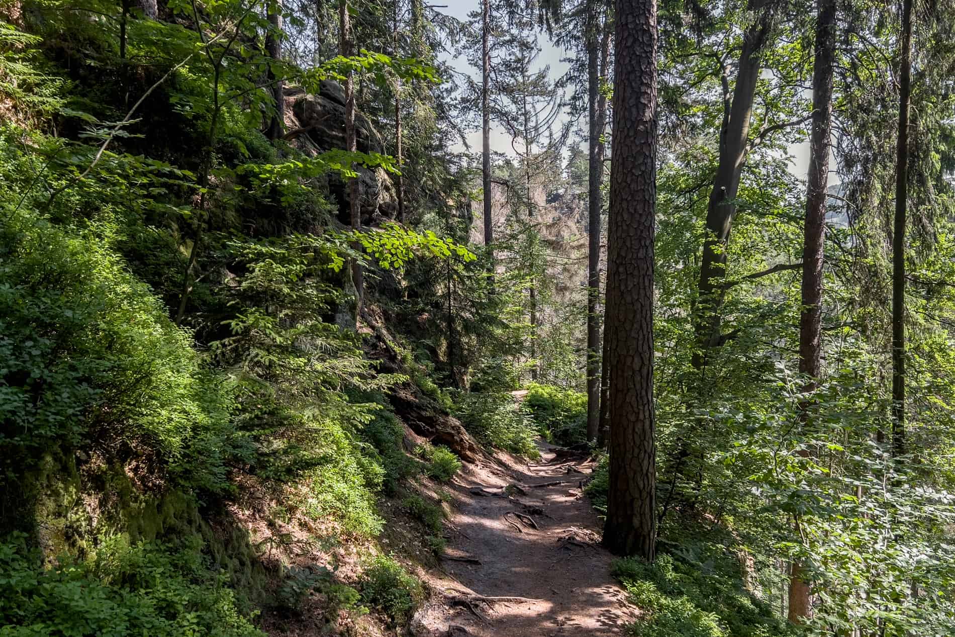 Hiking path through wild, green, dense forest woodland in Bohemian Switzerland National Park, Czech Republic. 