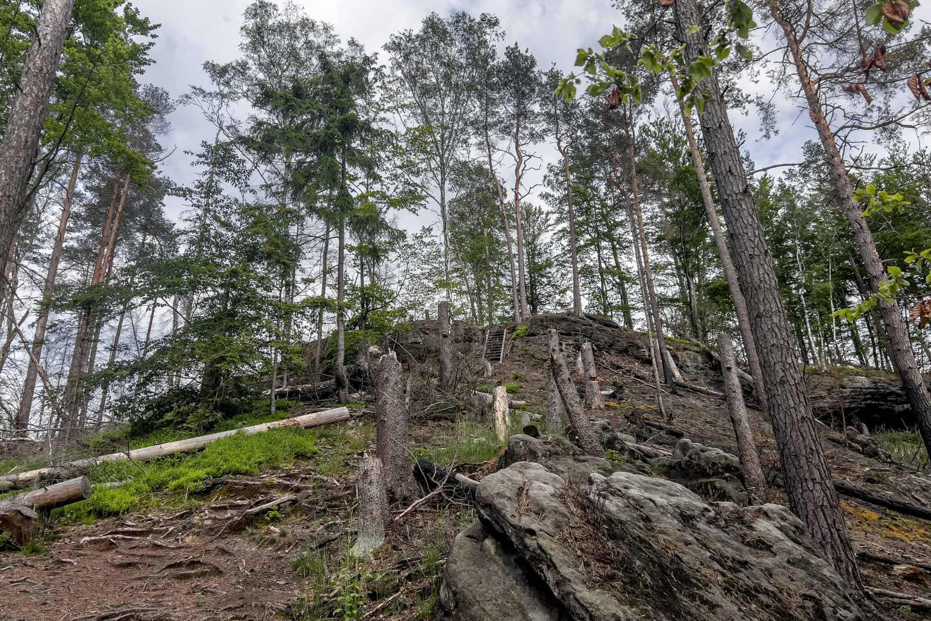 The bare and rugged isolated forest paths close to Mezni Louka in Bohemian Switzerland. 