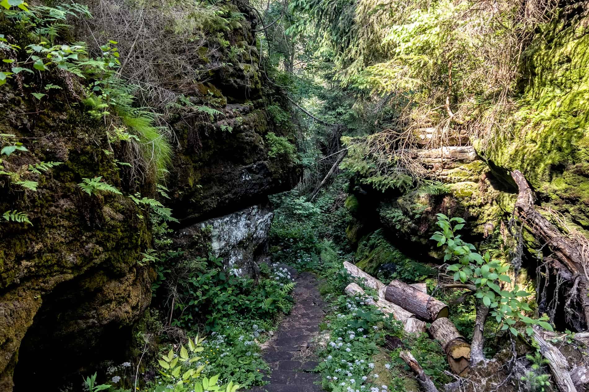 The lush, green, overgrown pathway to the Wild Gorge (Divoká Soutěska) in Bohemian Switzerland National Park.