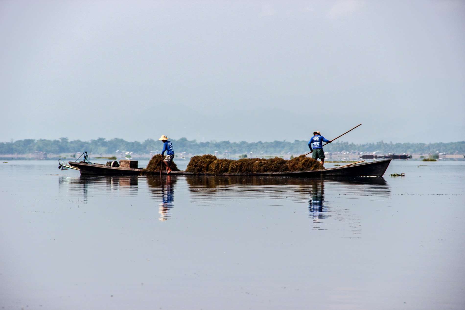 Two fisherman in blue t-shirts load their wooden boat with piles of weeds in the middle of Inle Lake, Myanmar. 