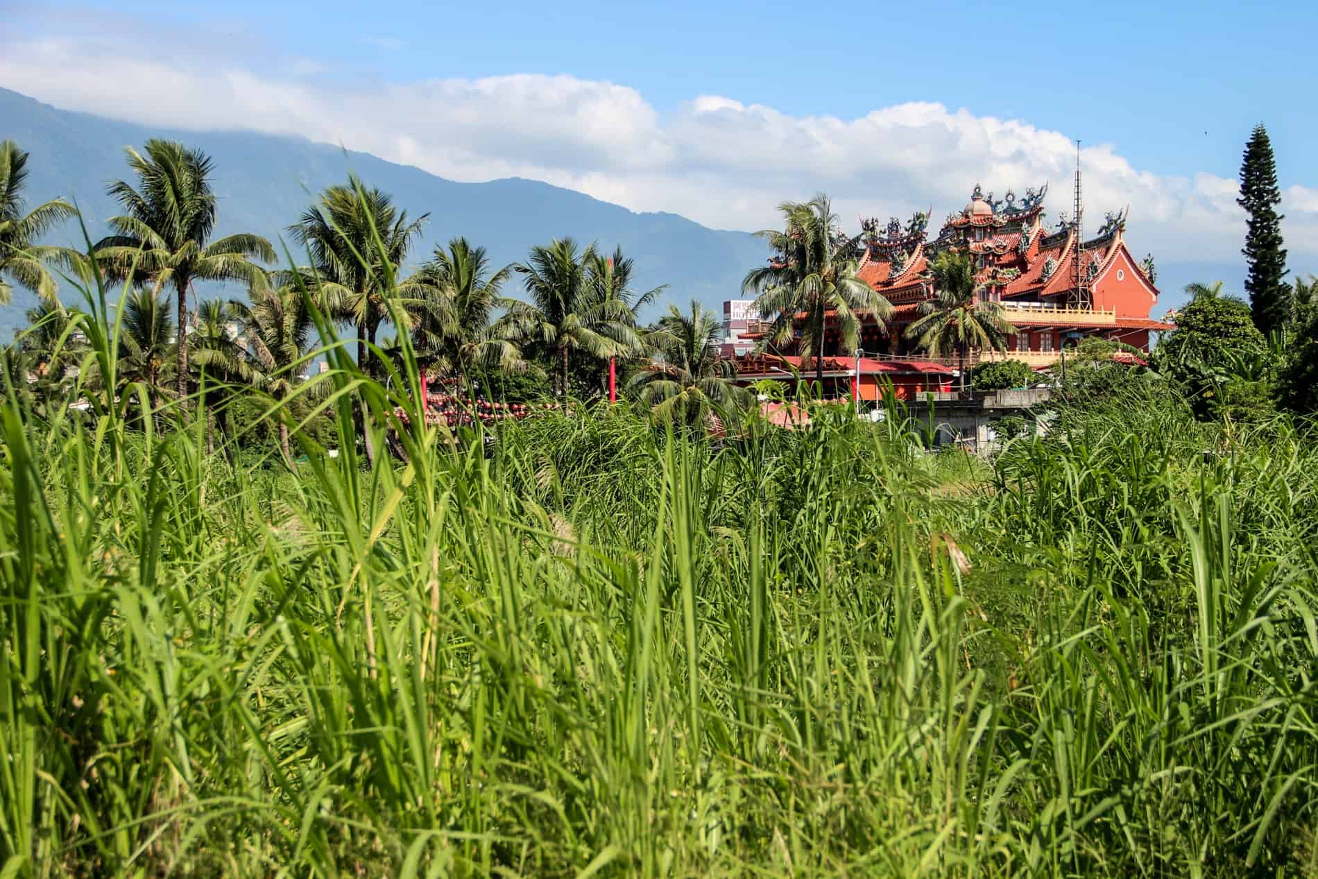 An orange building partly visible through a mass of thick grass and palm trees. 
