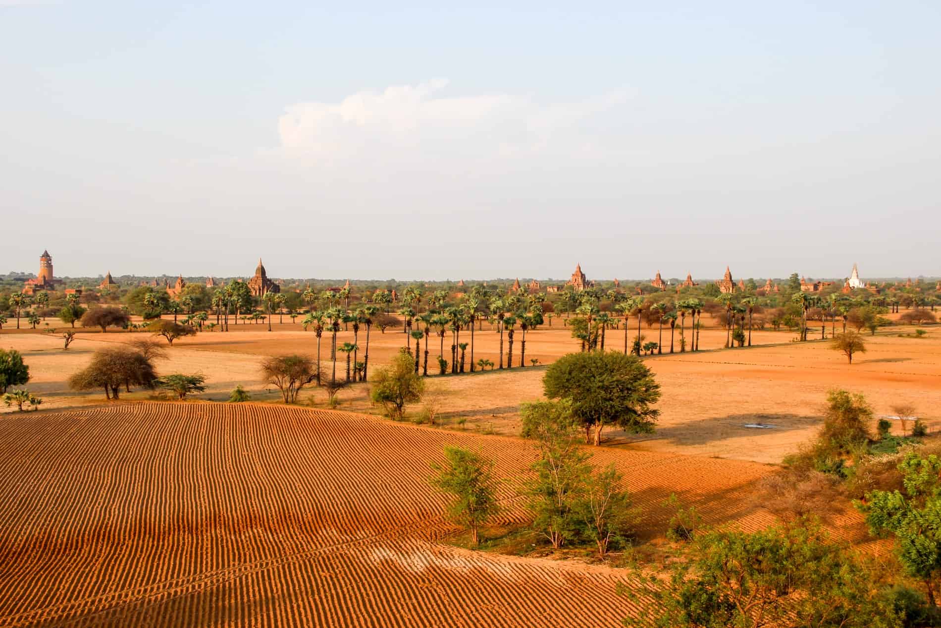 Temples poke through the foliage behind a large swathe of farmland, all bathed the in the golden light of sunrise. 