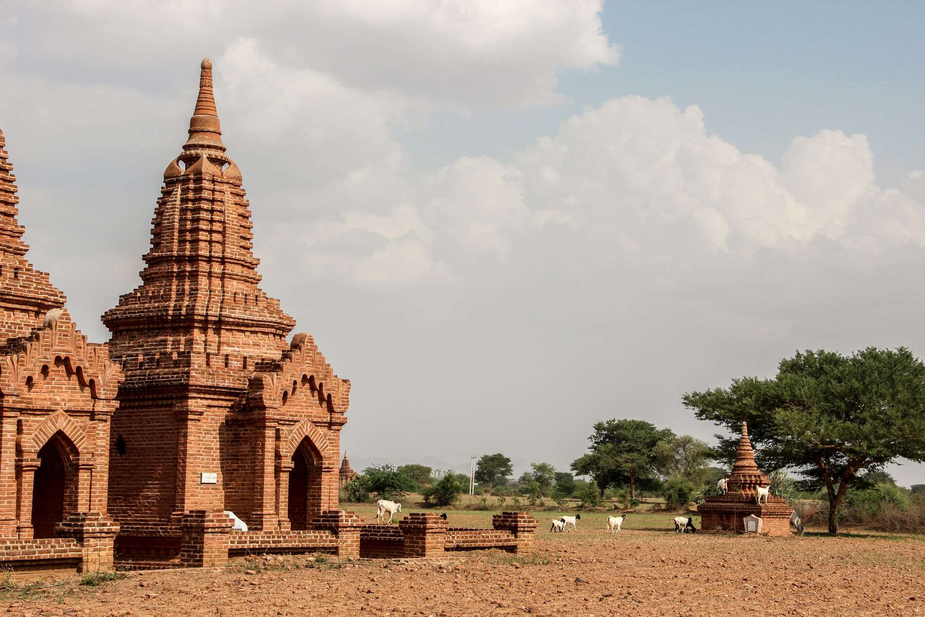 Goats climbing the smallest of three brick Buddhist pagoda temples.